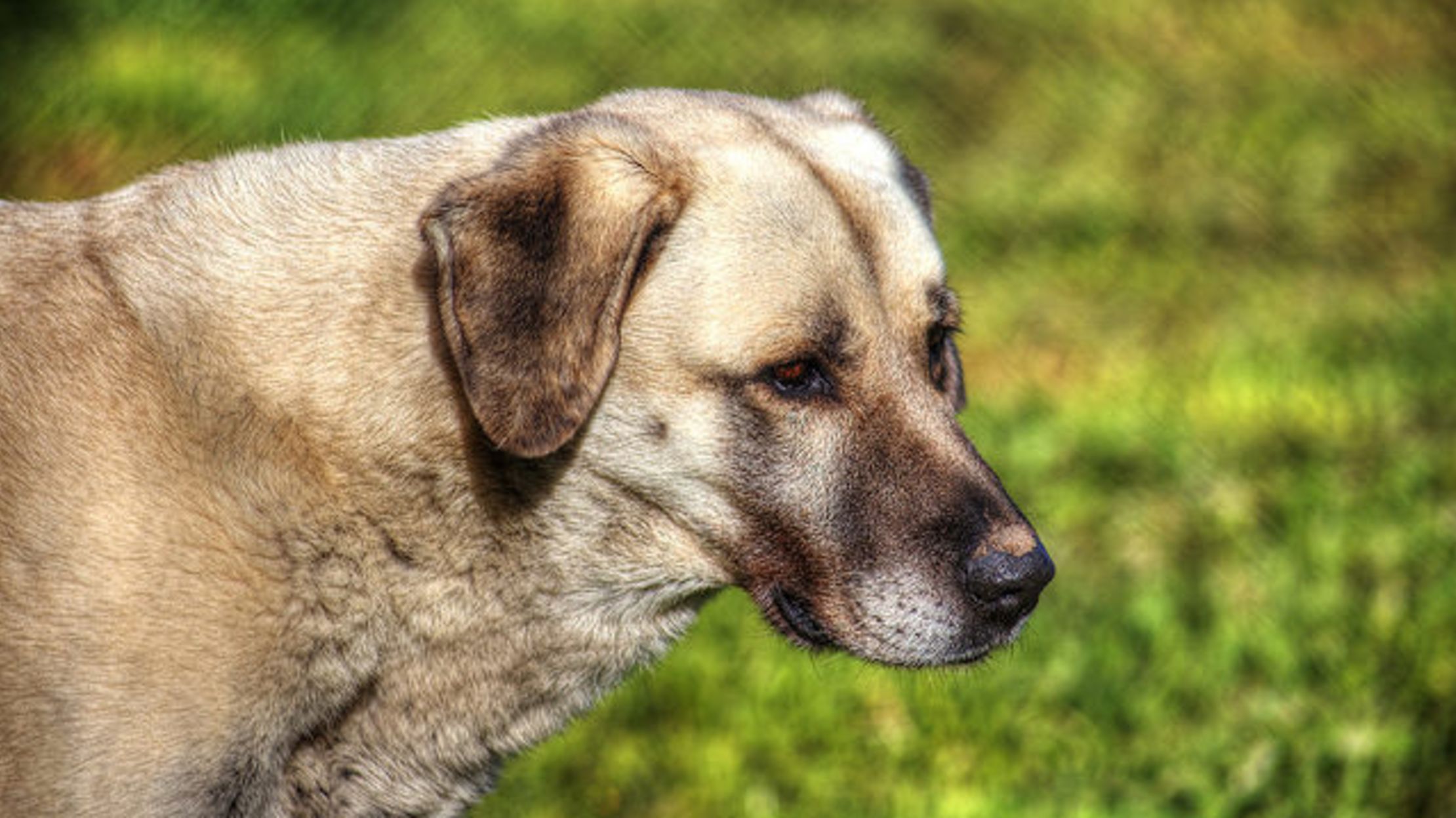 9 Hardy Facts About Anatolian Shepherds Mental Floss