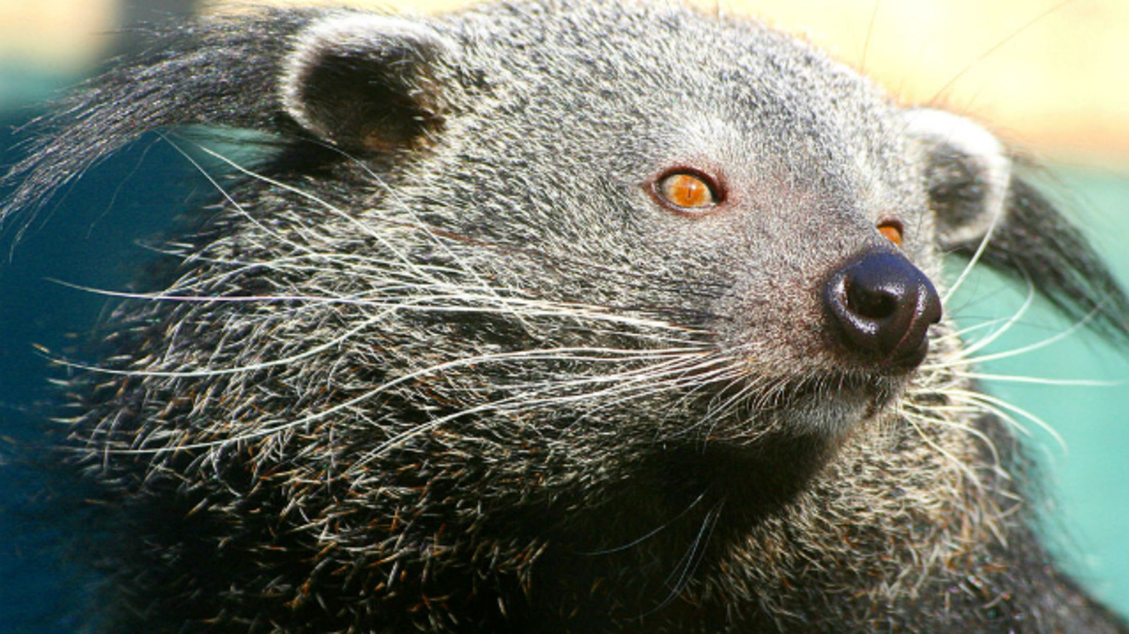 We Now Know Why Bearcats Smell Like Buttered Popcorn Mental Floss
