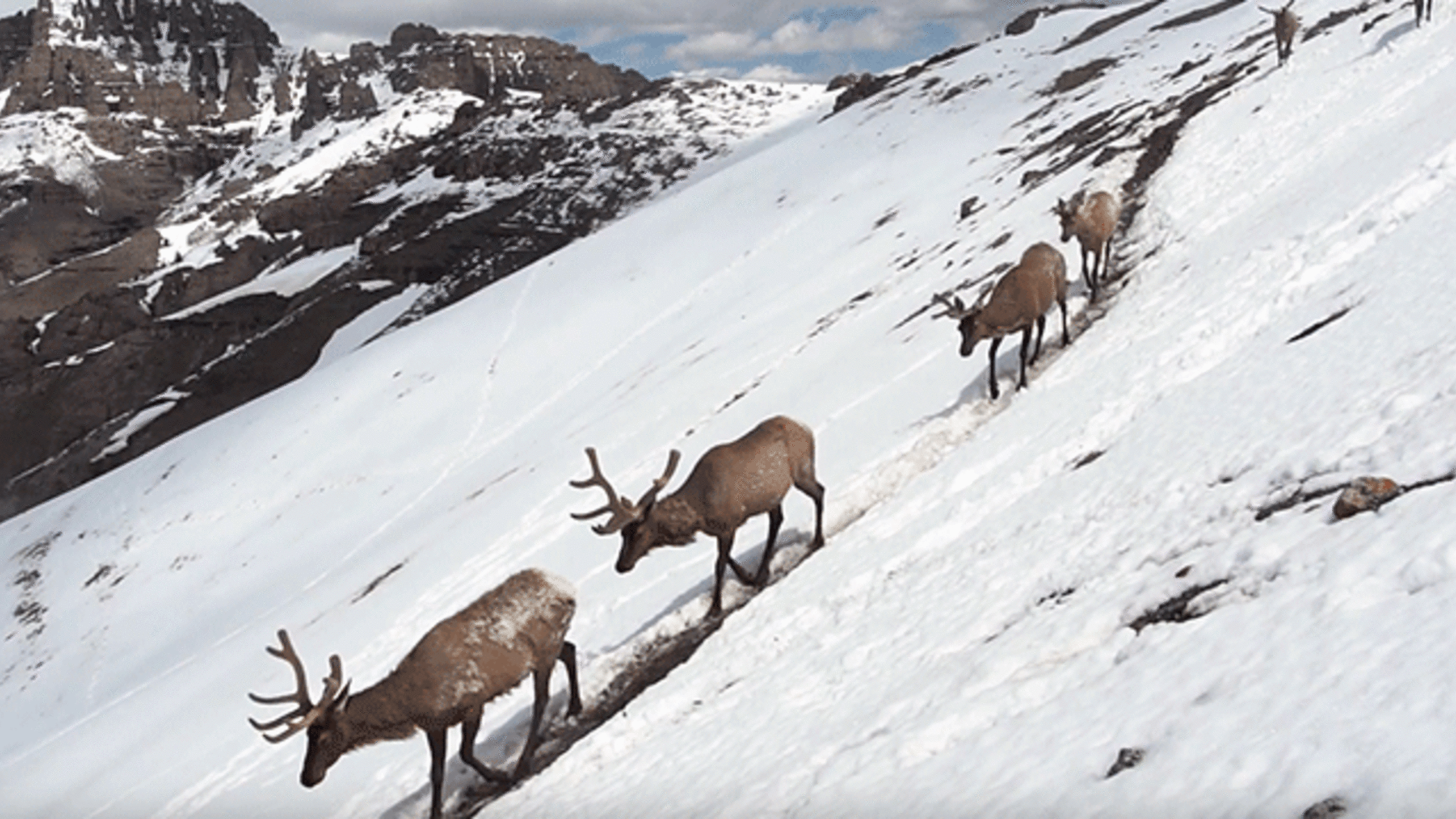 Watch Stunning Footage of Mammal Migrations in Yellowstone Park