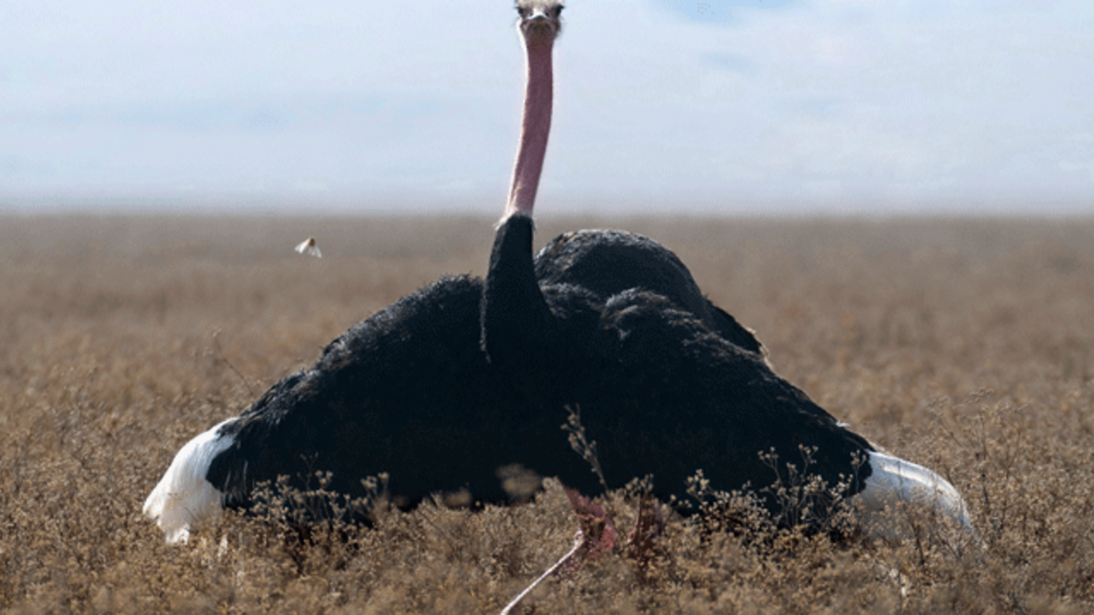 14 Flightless Facts About Ostriches | Mental Floss