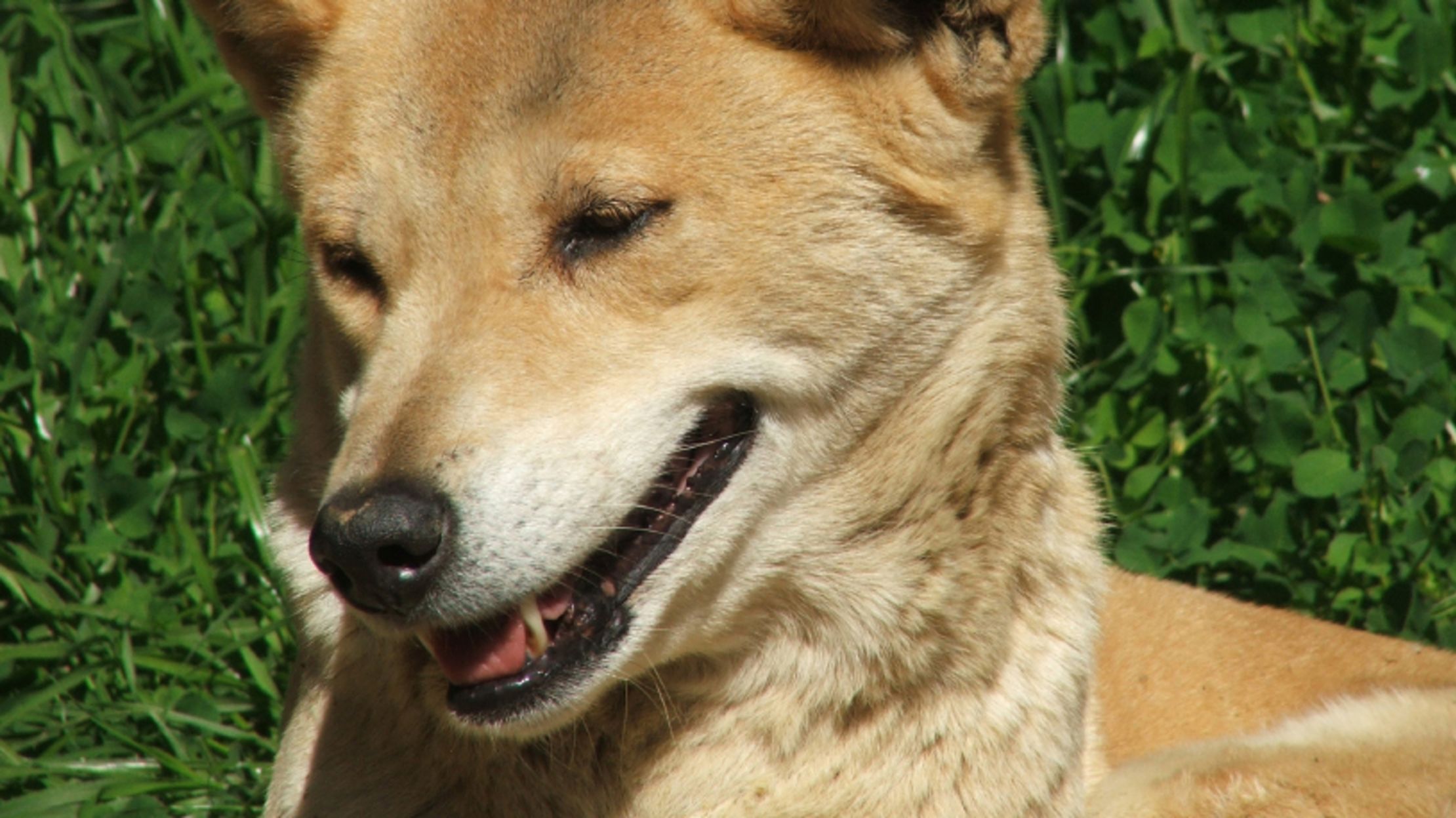 konsulent tak skal du have magi 11 Wild Facts About Dingoes | Mental Floss