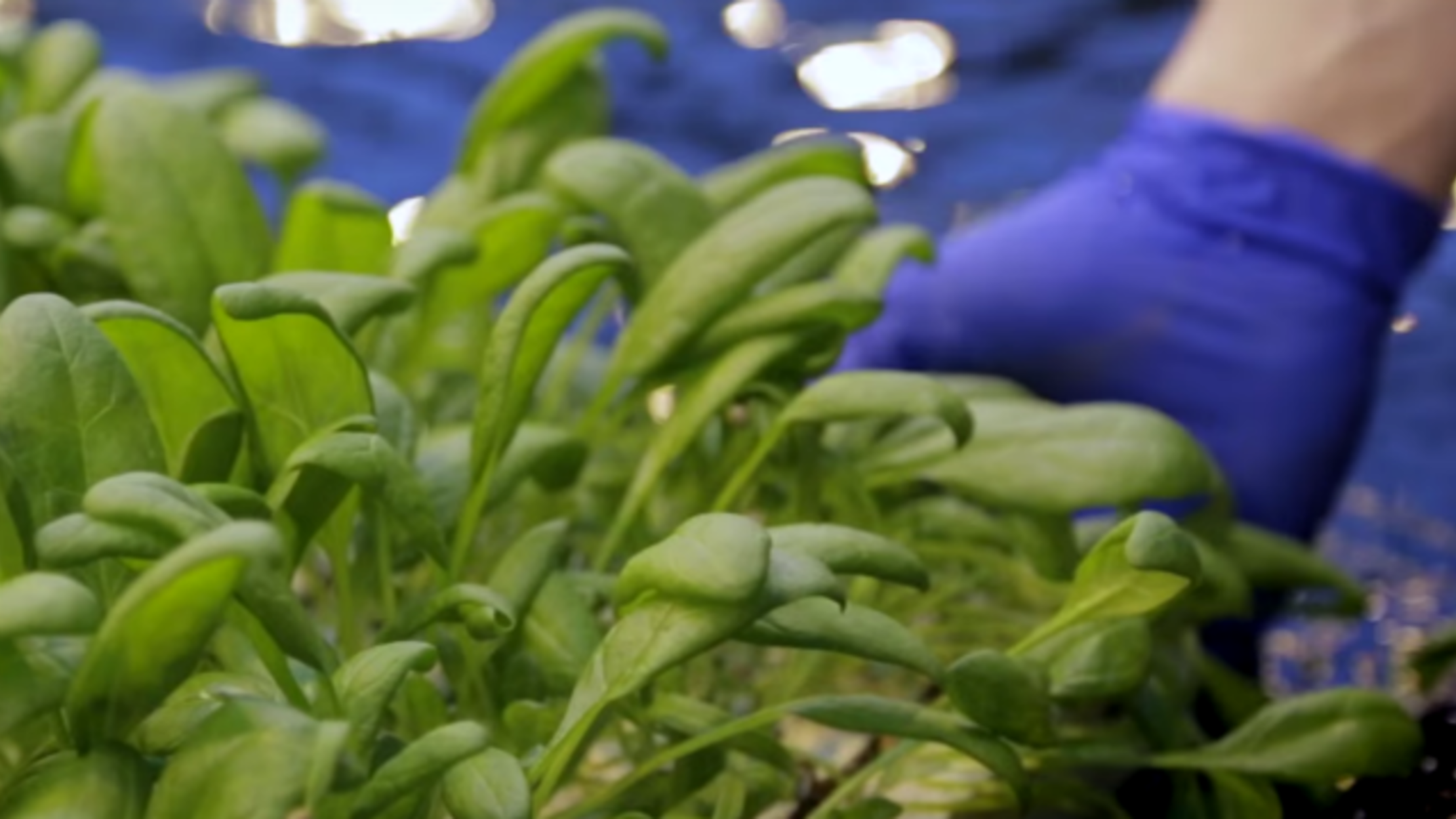 Peek Inside a Hydroponic Spinach Farm Mental Floss
