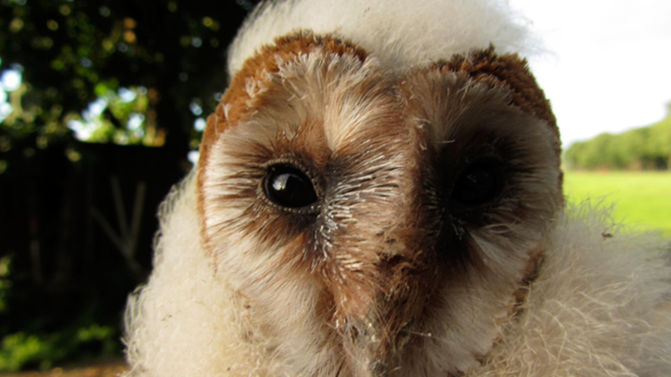 Watch These Baby Barn Owls Learn How to Fly Mental Floss