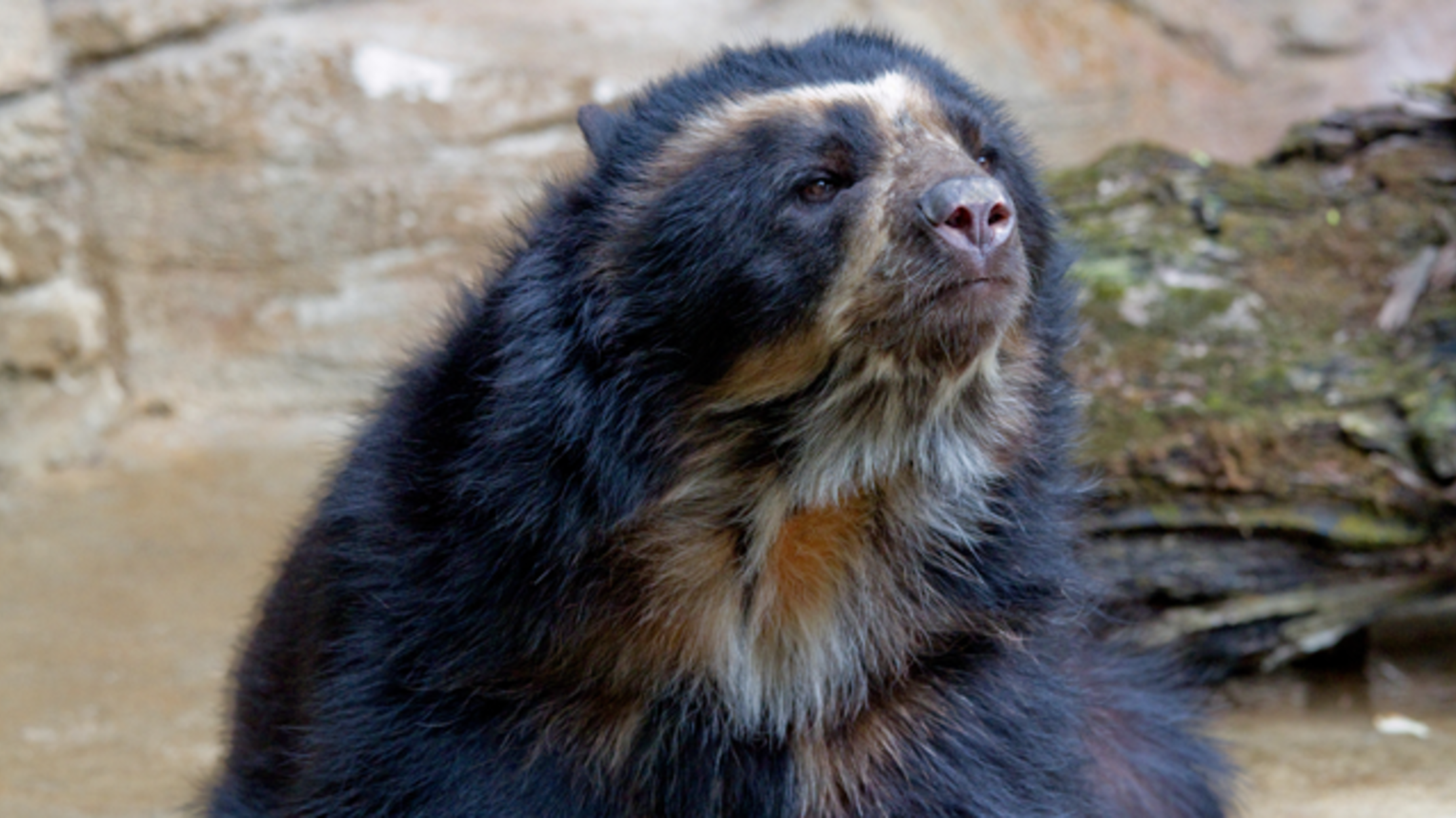 Take a Glimpse at South America's Last Surviving Native Bear Species
