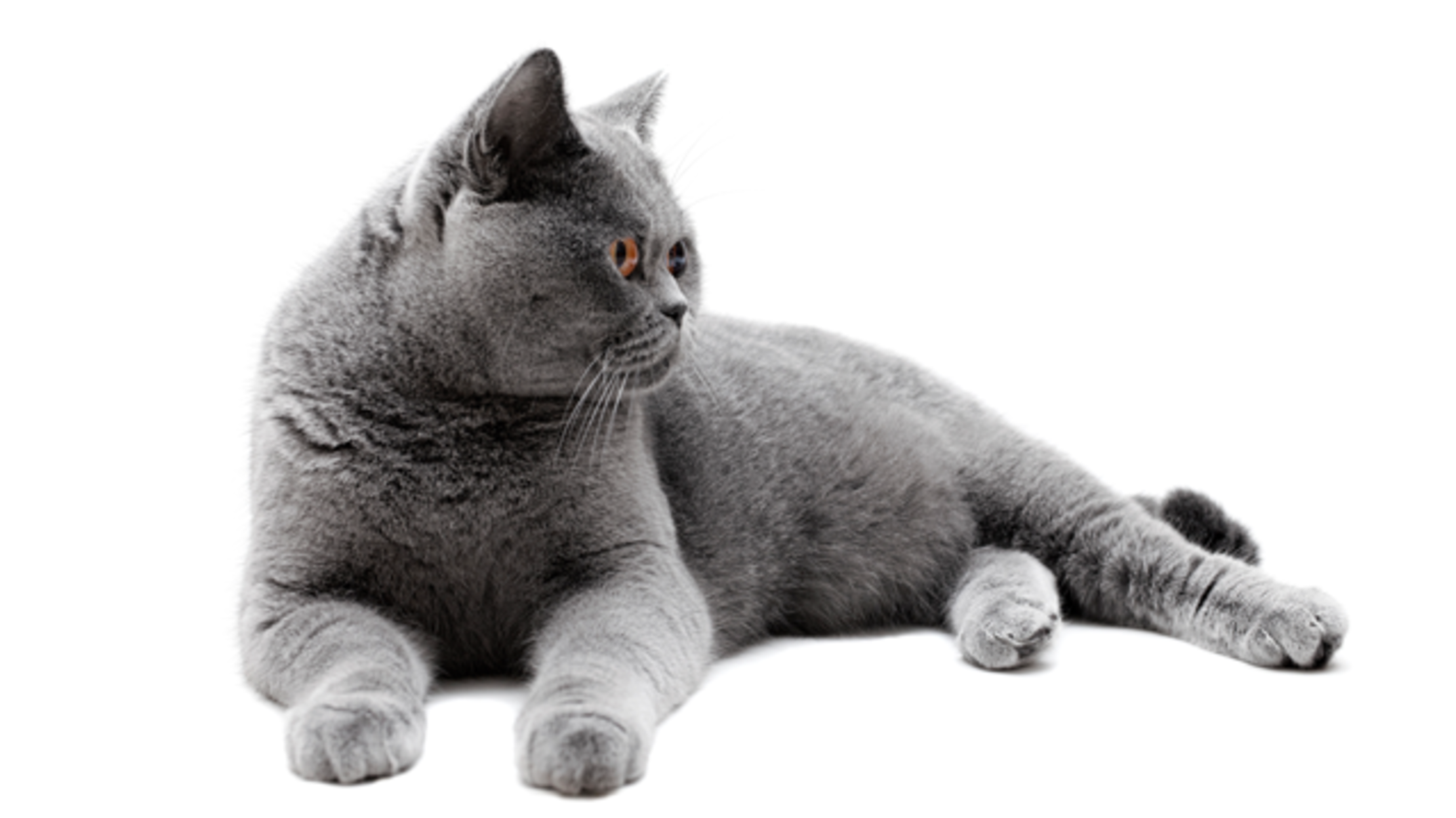 9 Proper Facts About British Shorthairs 