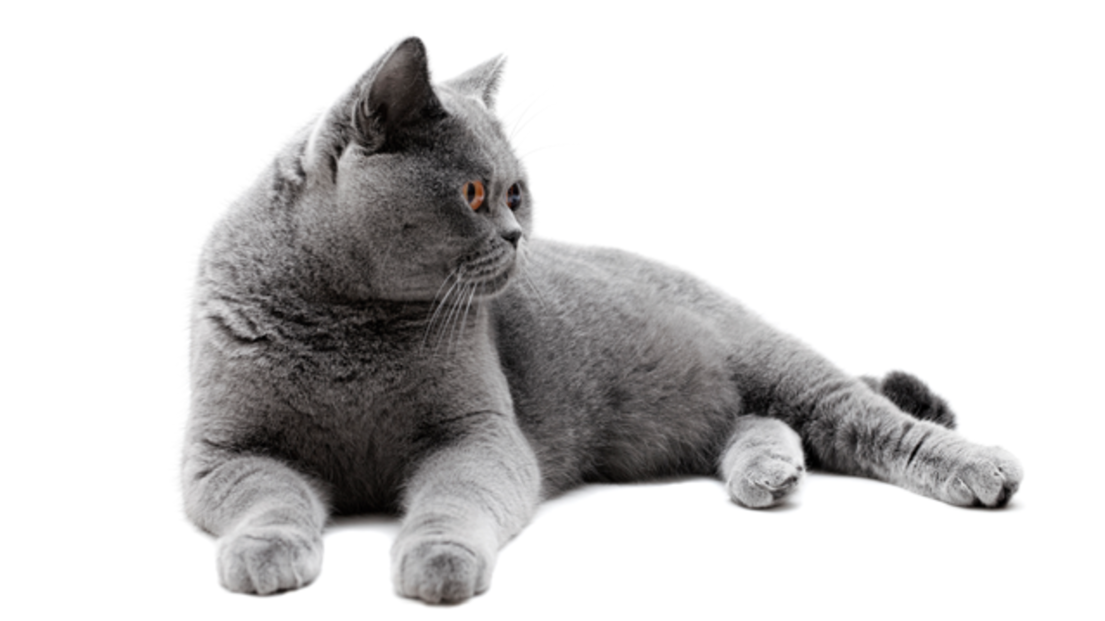 fat british shorthair cat