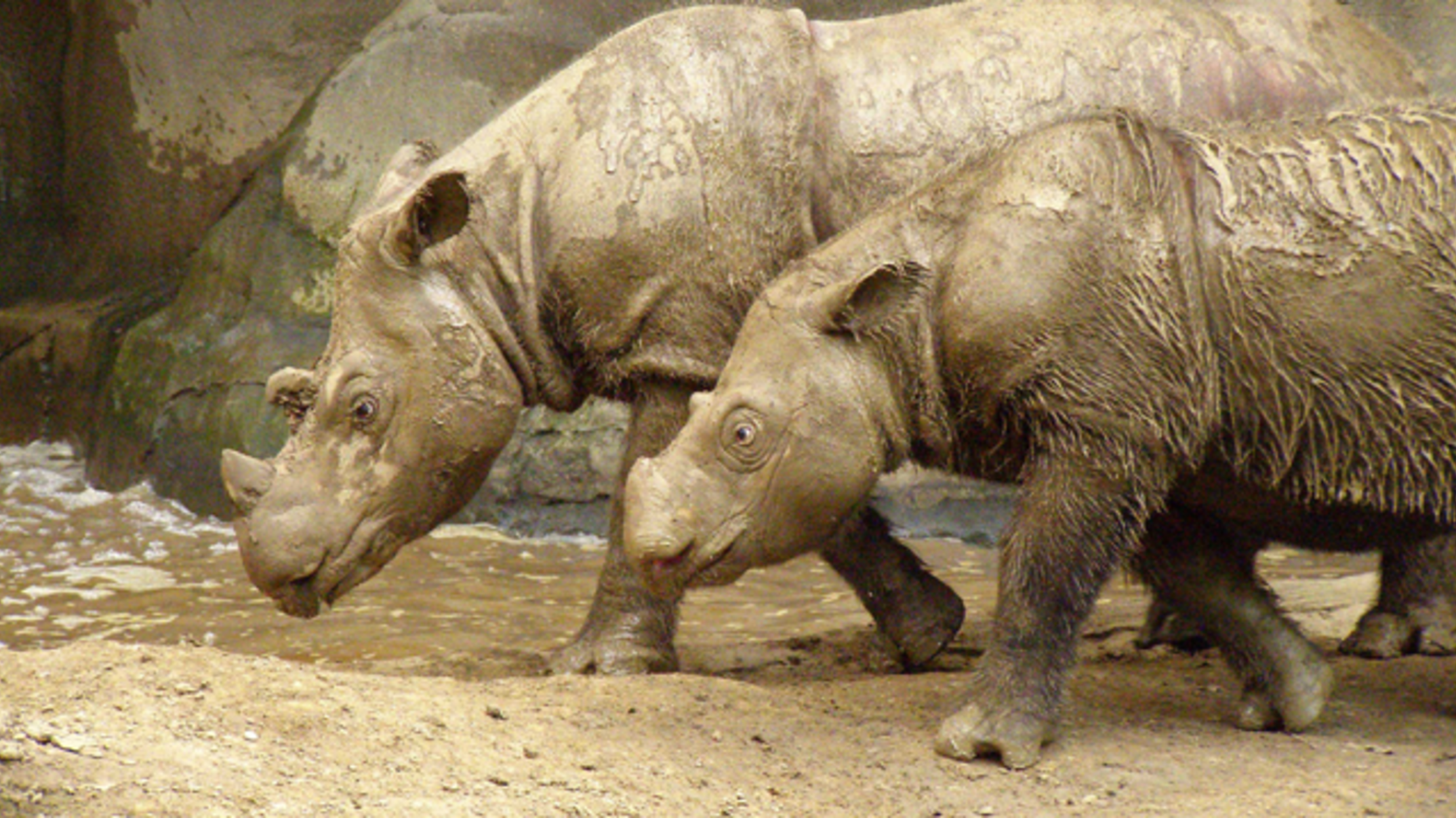 Rare Sumatran Rhinoceros Spotted in Indonesia for the First Time in 40