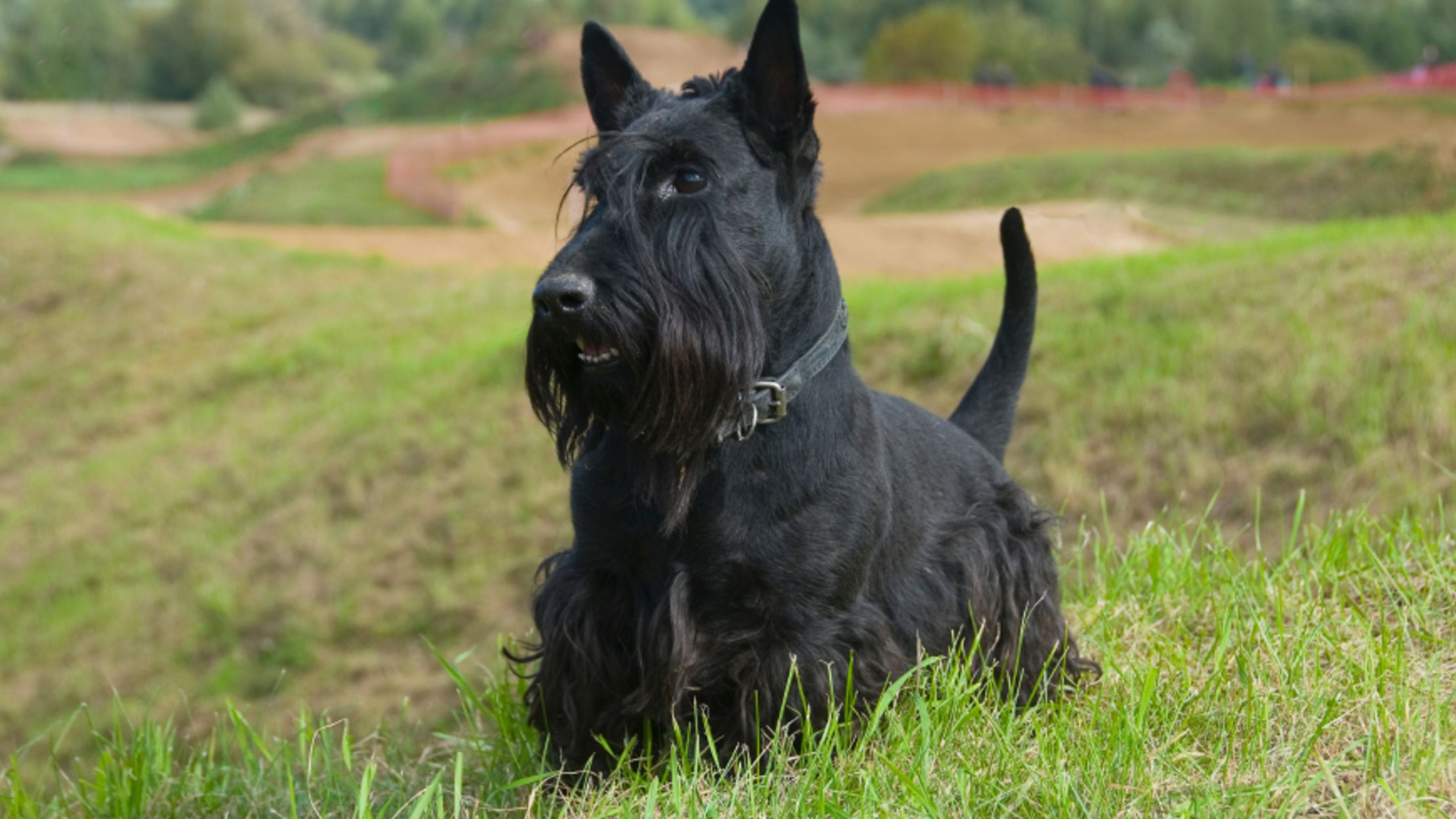 giant scottie dog