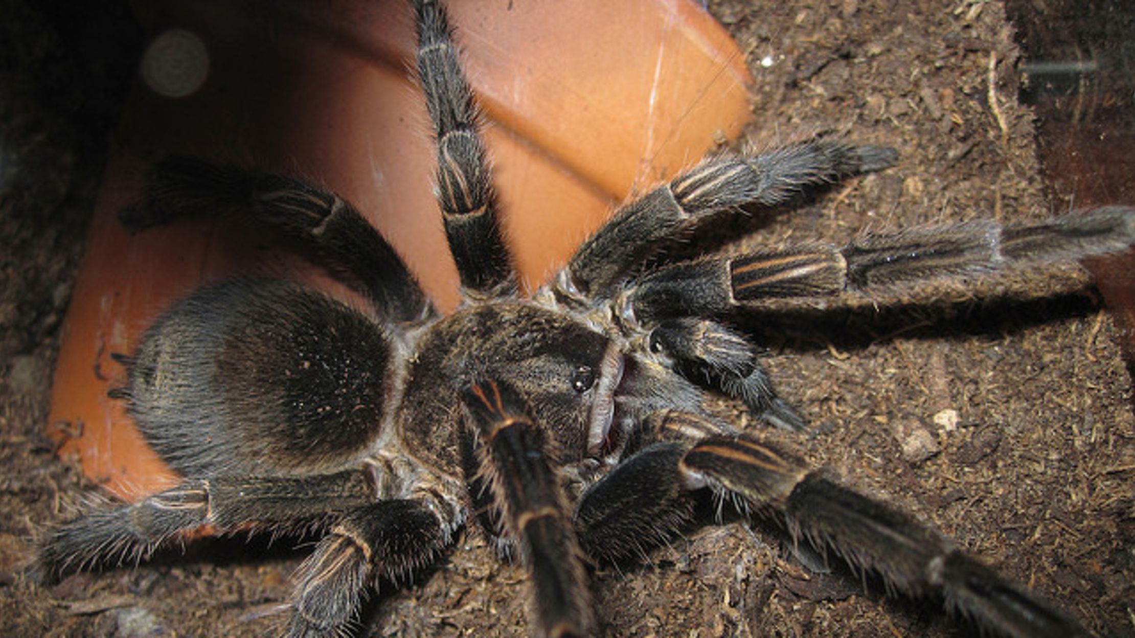 Tarantula Venom Tapped for New Kind of Painkiller Mental Floss