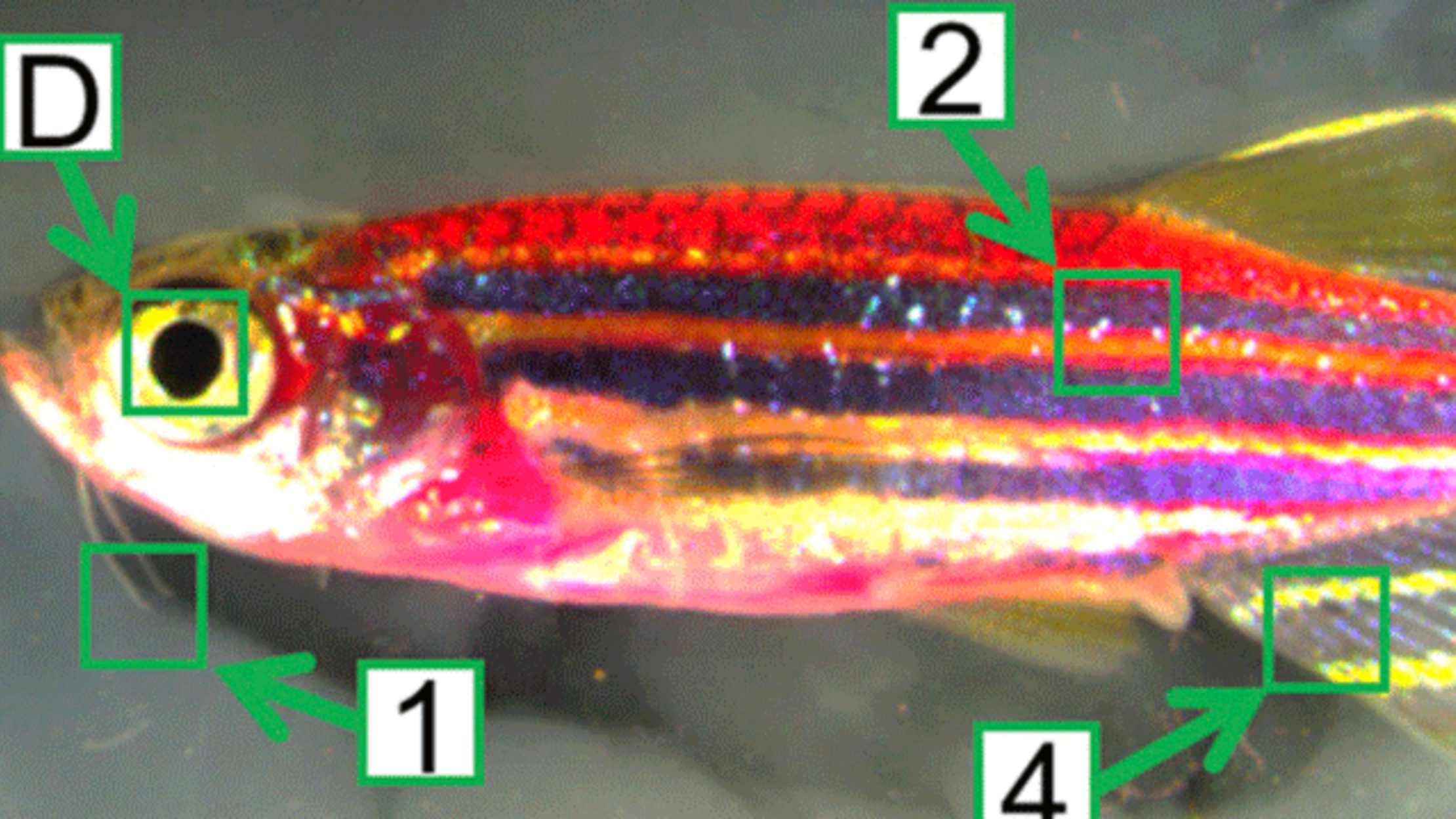 This Fluorescent Zebrafish Can Help Scientists Understand How Skin
