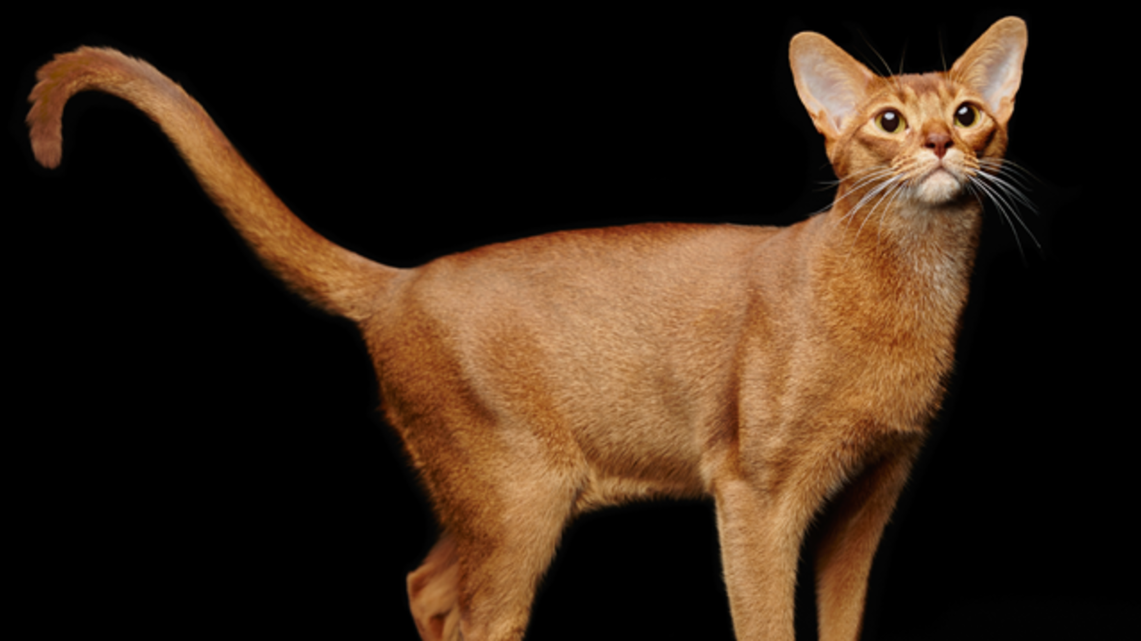 abyssinian cat domestic cats