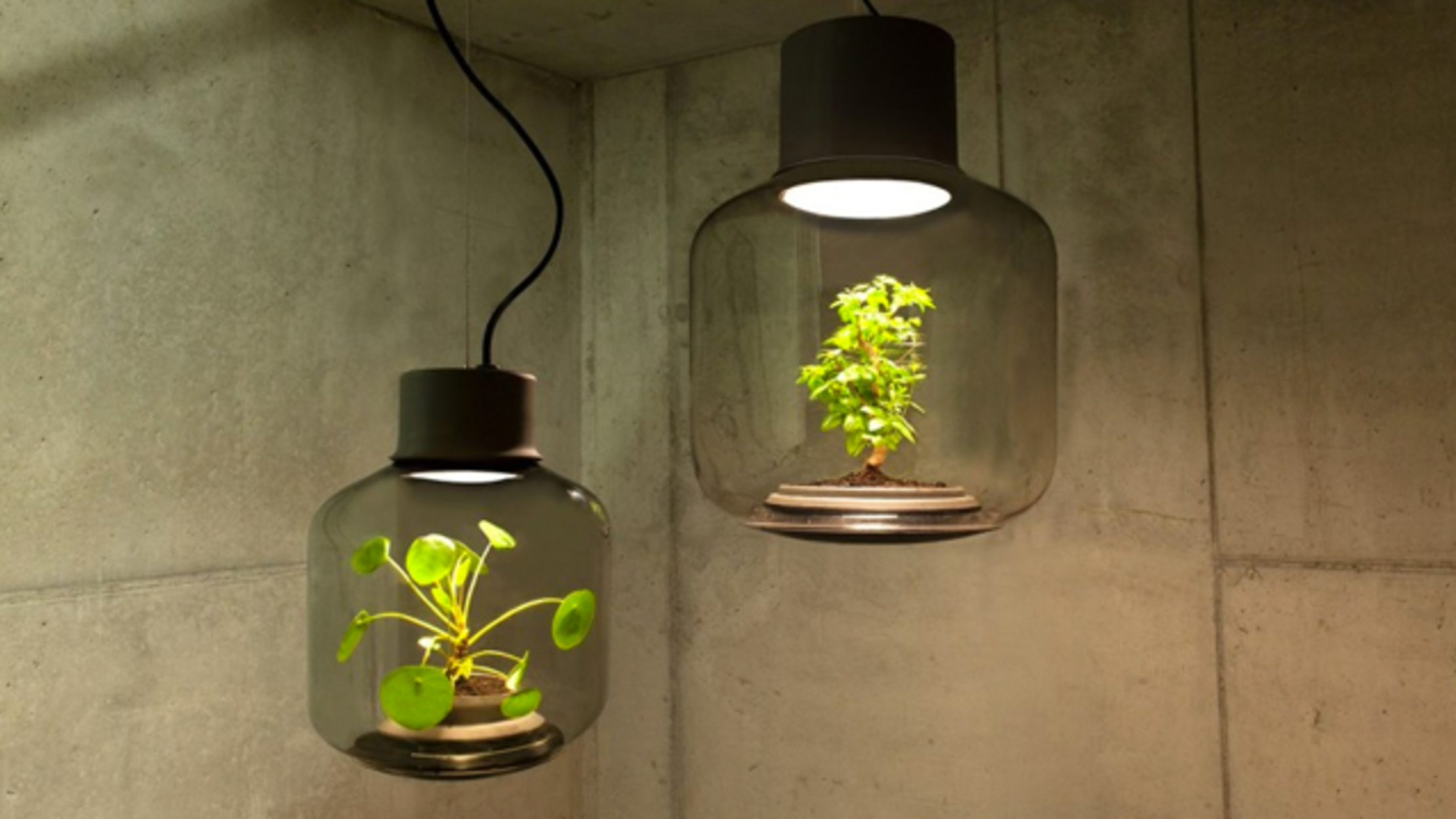 These Special Lamps Allow Plants to Grow Without Sunlight | Mental Floss