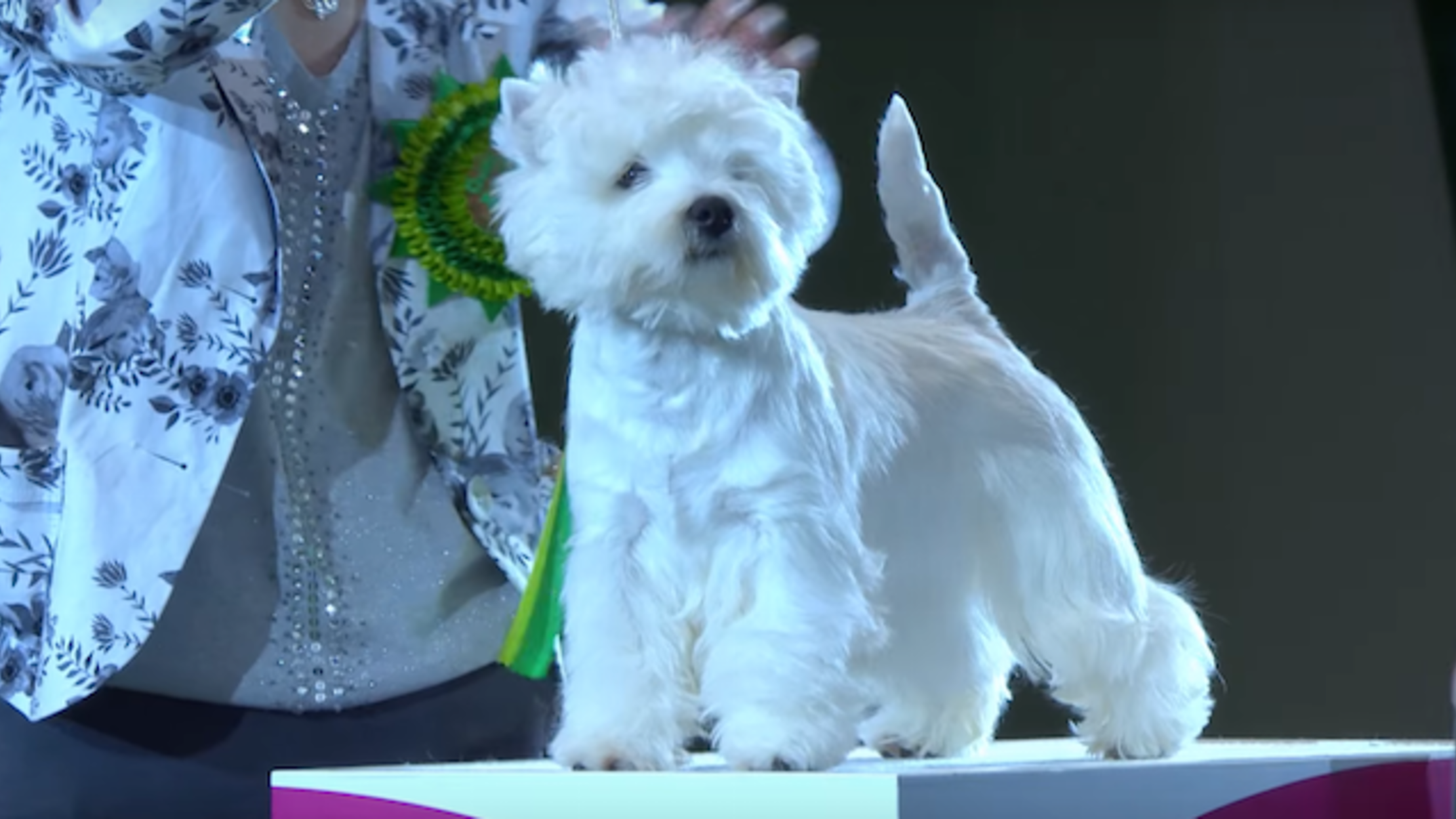 Adorable Westie Earns Best in Show at the 2016 Crufts Dog Show Mental