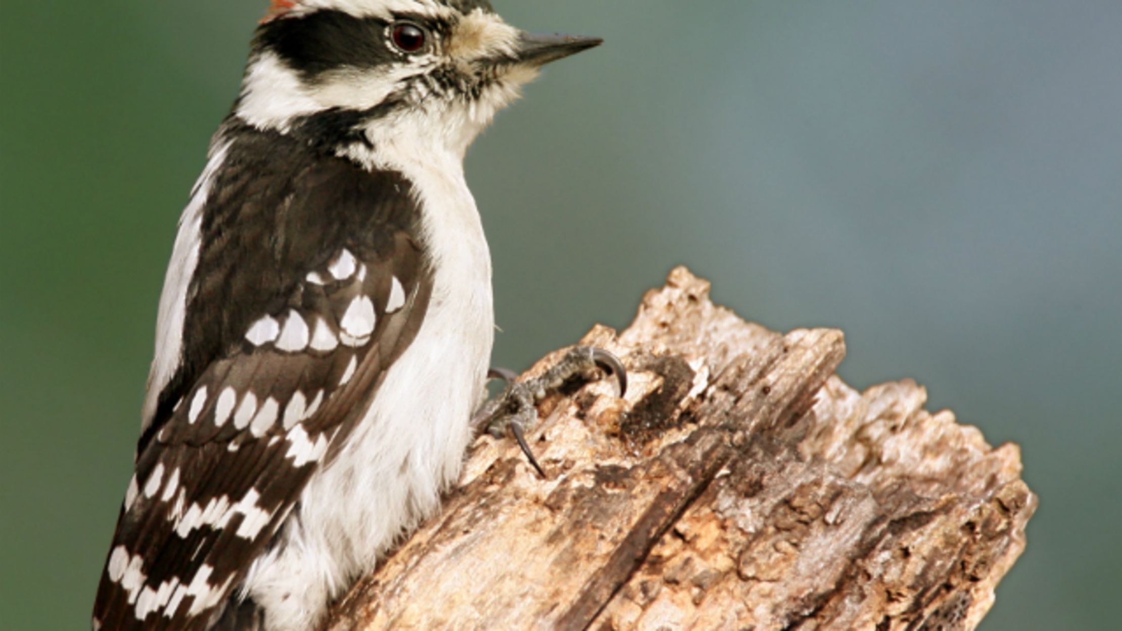 Woodpeckers Assess Competitors by Their Drumming Skills Mental Floss