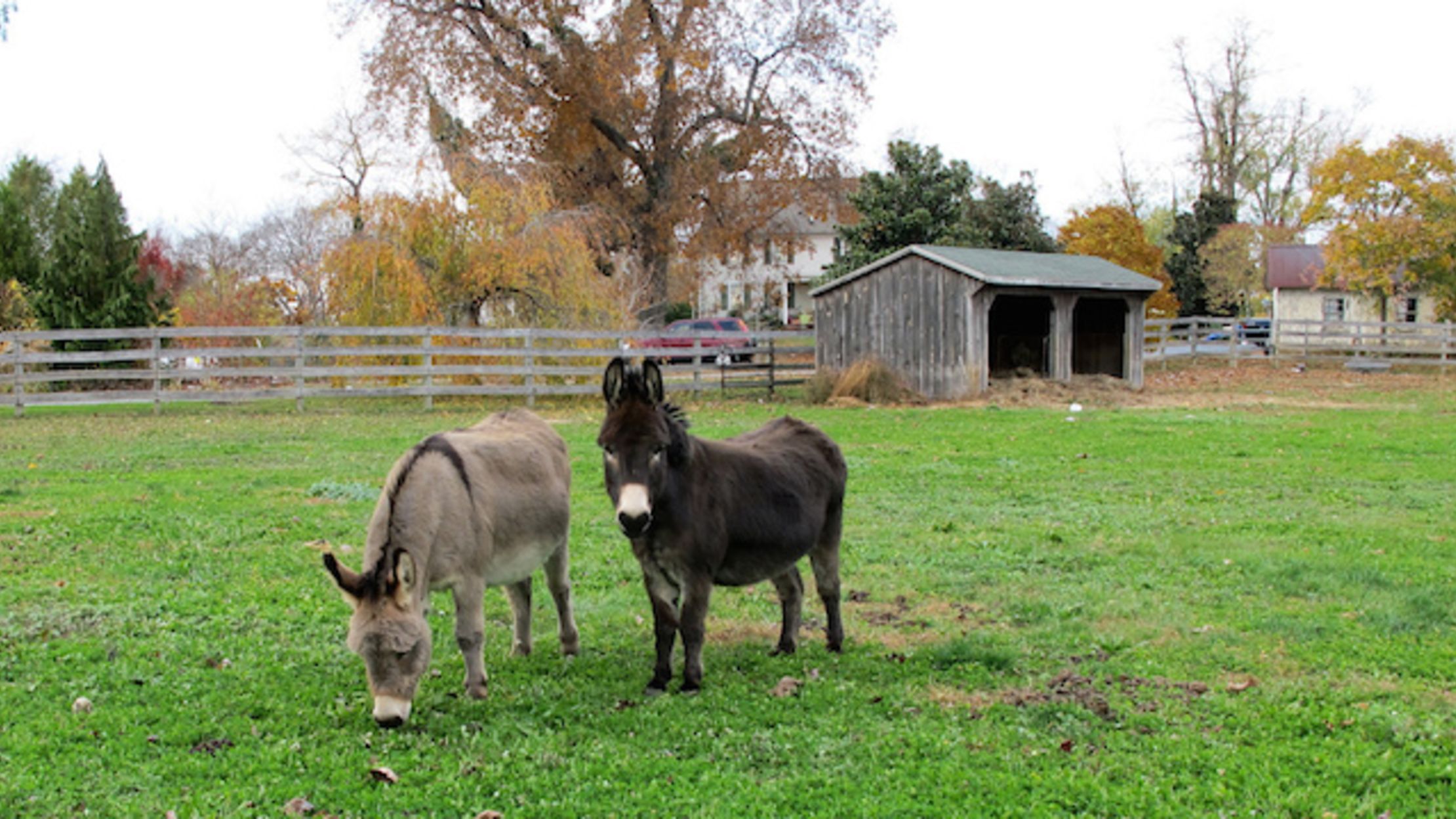 20 MiniDonkeys Need New Homes Mental Floss