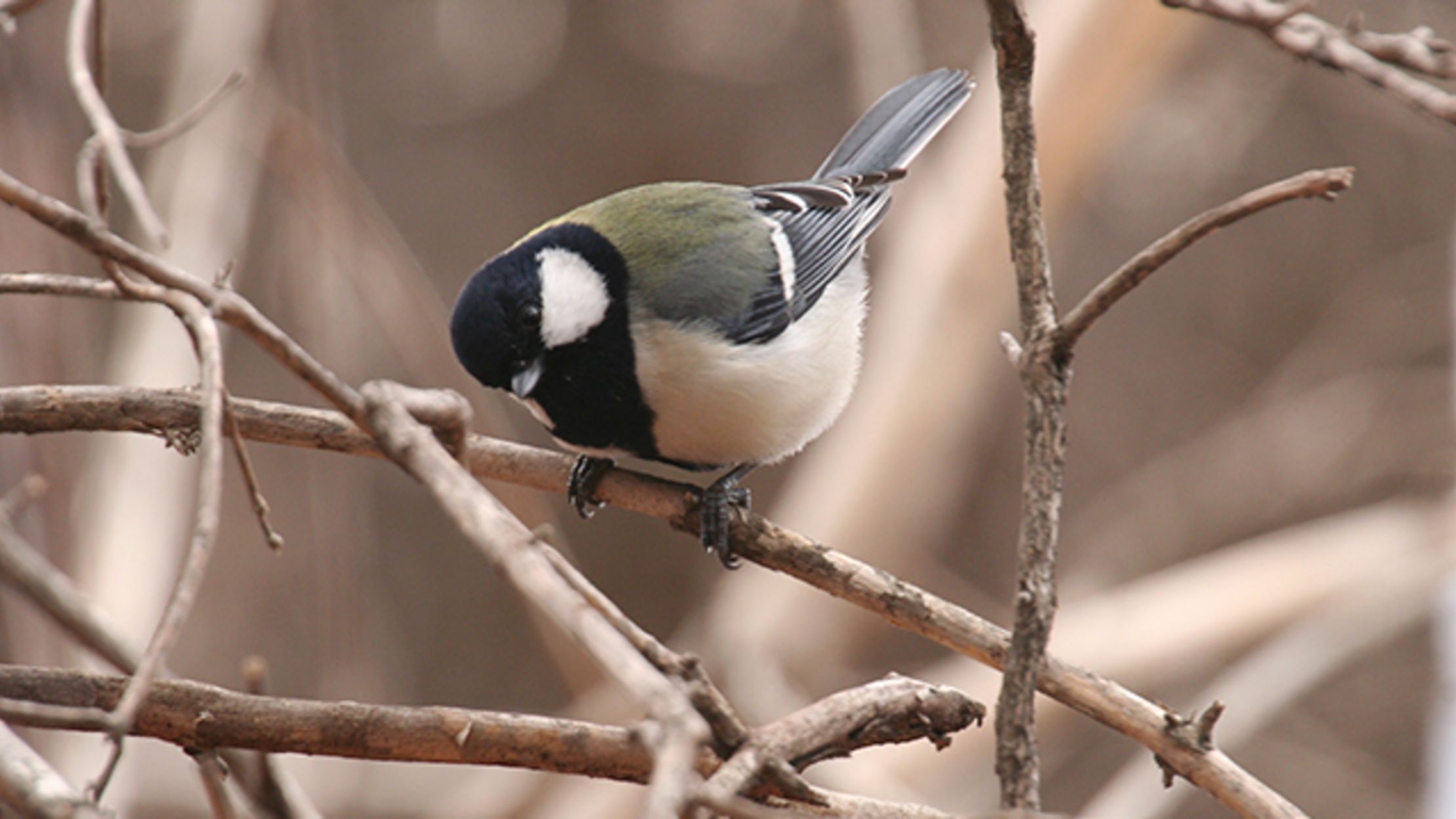 Bird Chirps Have a Syntax Mental Floss