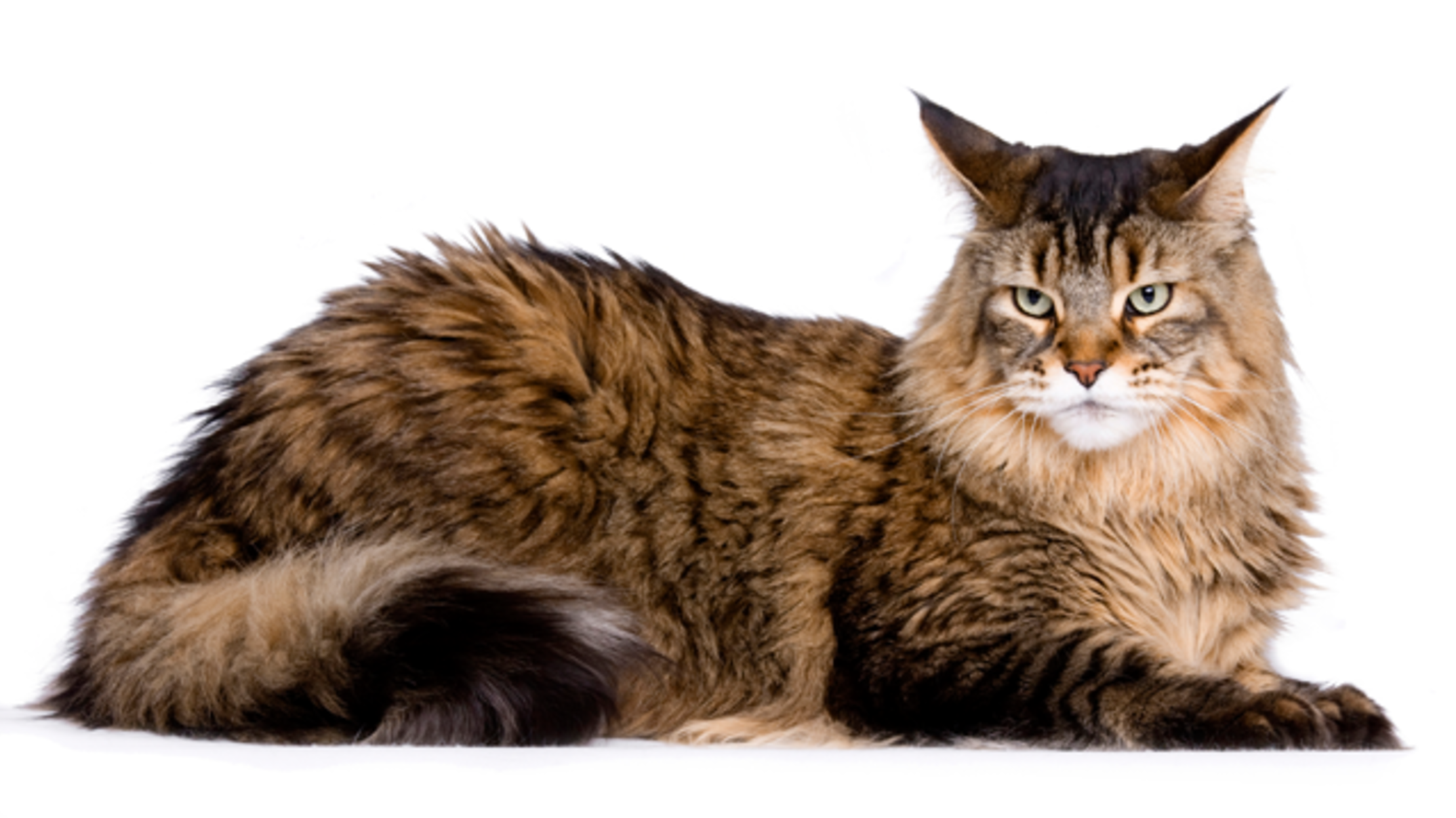 12 Huge Facts About Maine Coons Mental Floss