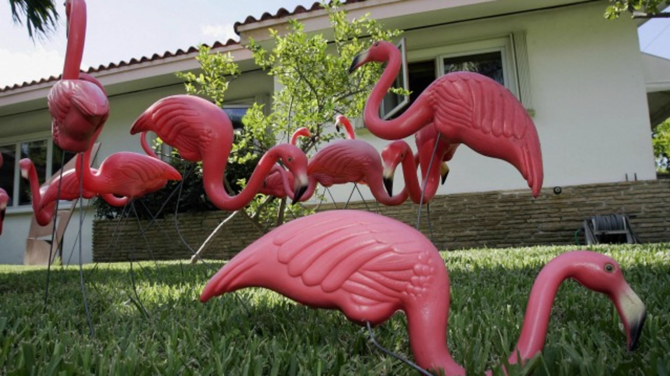 Why The Plastic Flamingo Is The Official Bird Of Madison Wisconsin Mental Floss