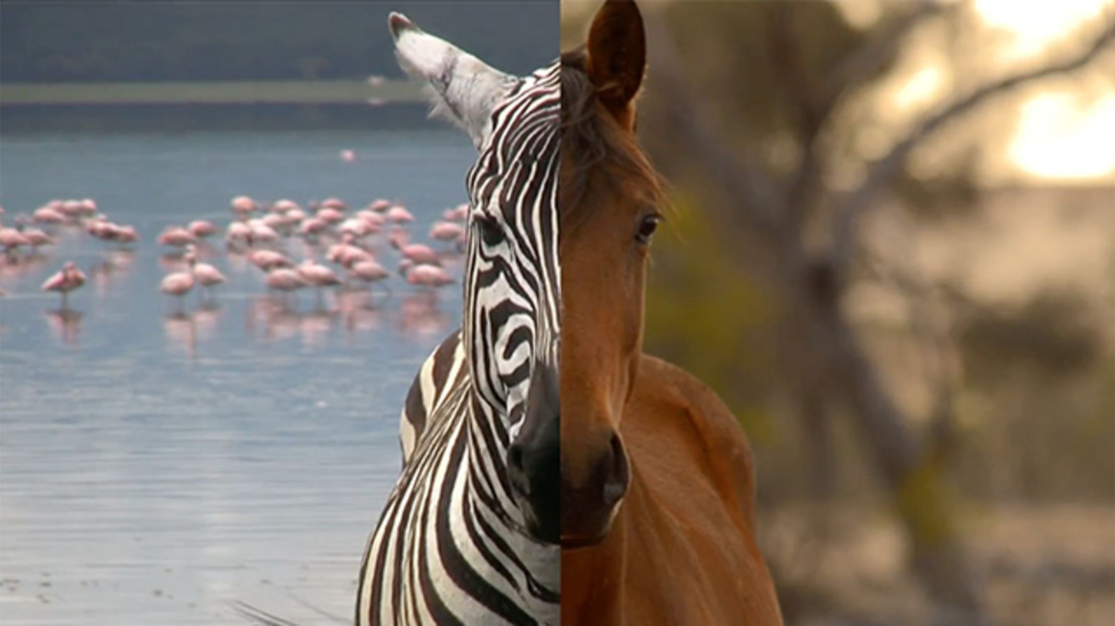 Why Don't We Ride Zebras Like Horses? Mental Floss