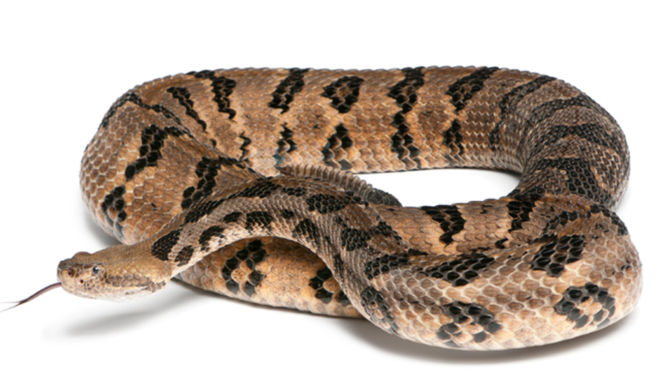 Conservationists Are Planning a Rattlesnake Colony on an Island in