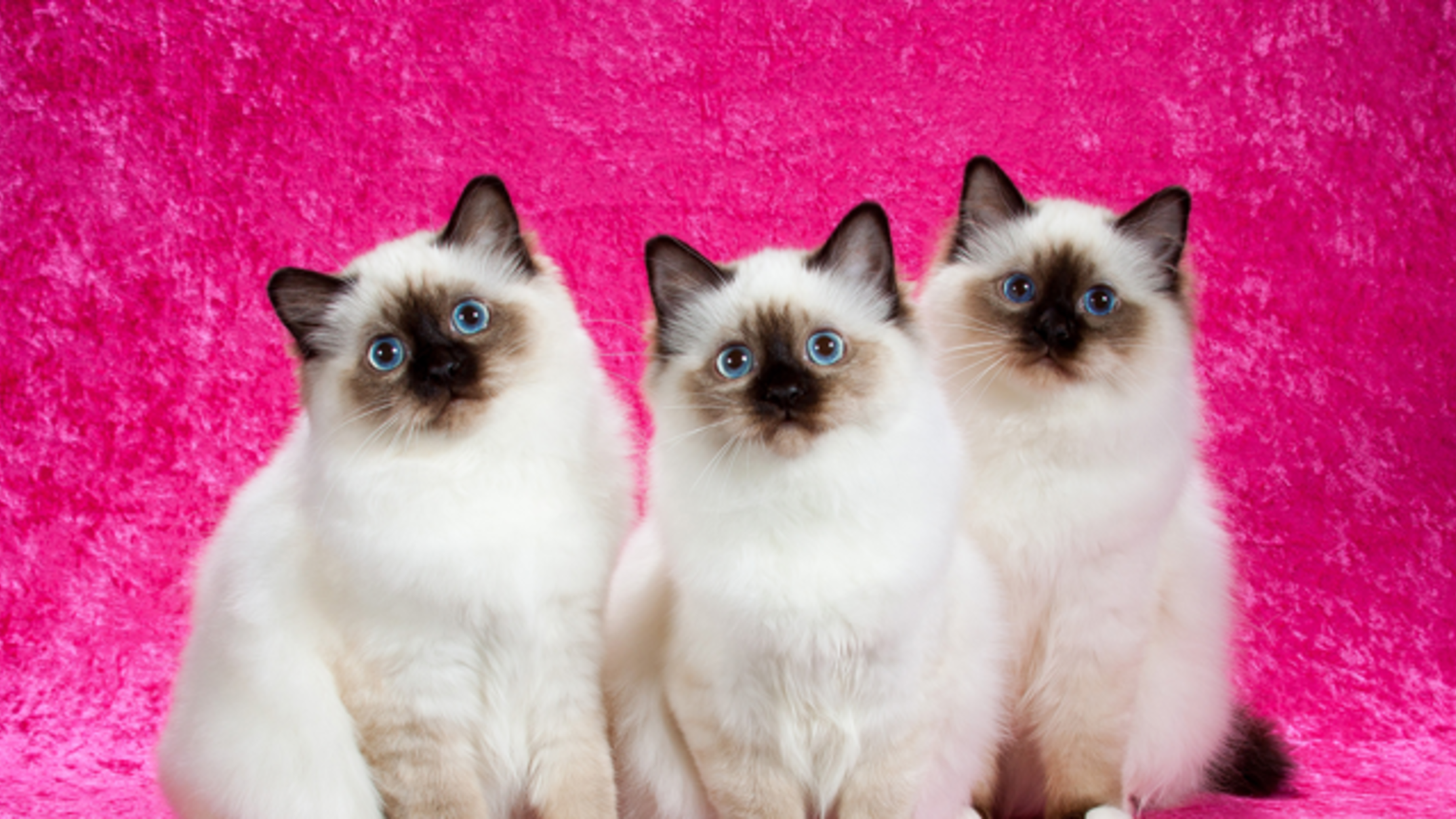 11 Tips For Taking Purrfect Cat Pics From A Professional Feline