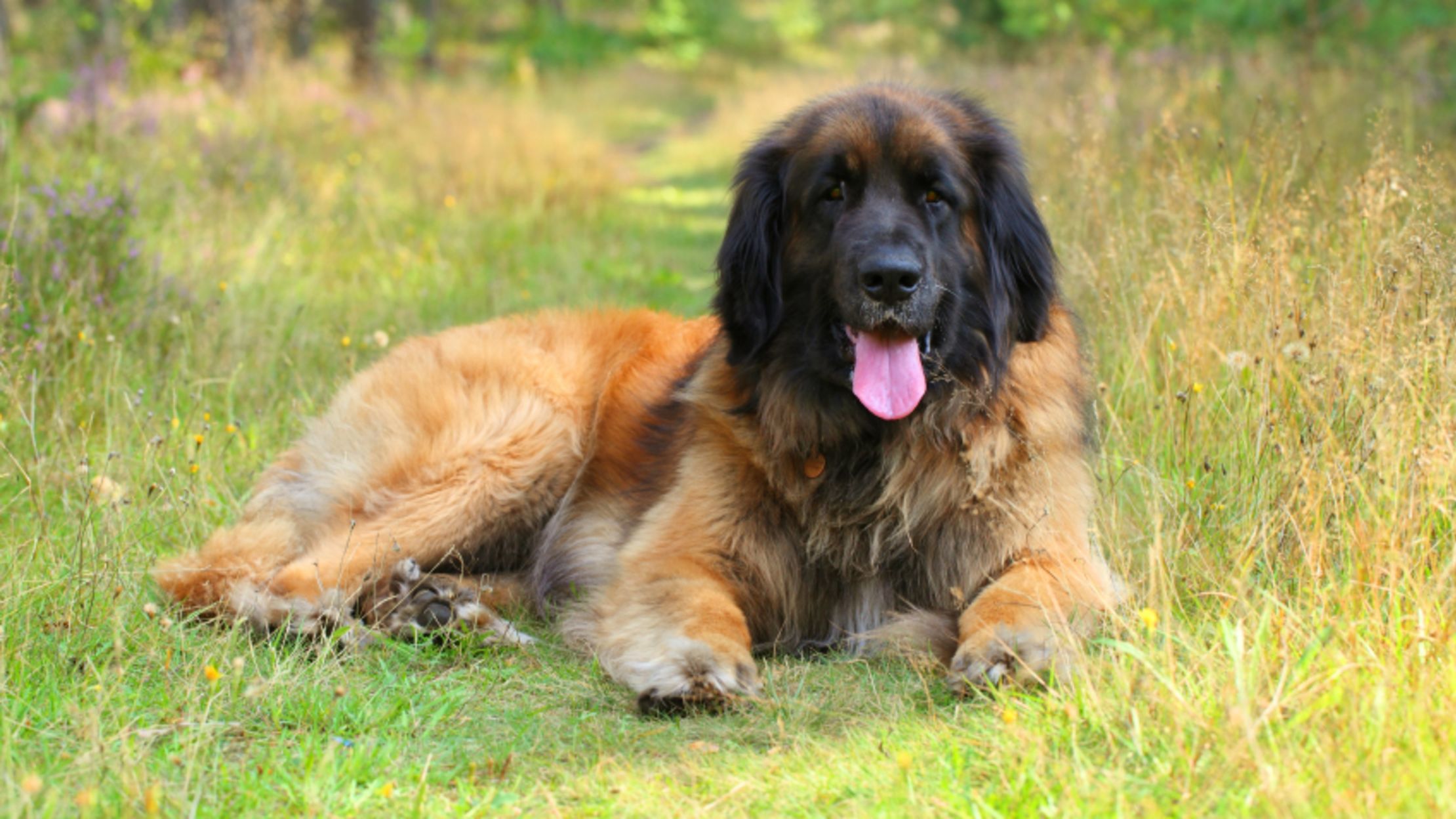 9 Impressive Facts About The Leonberger Mental Floss
