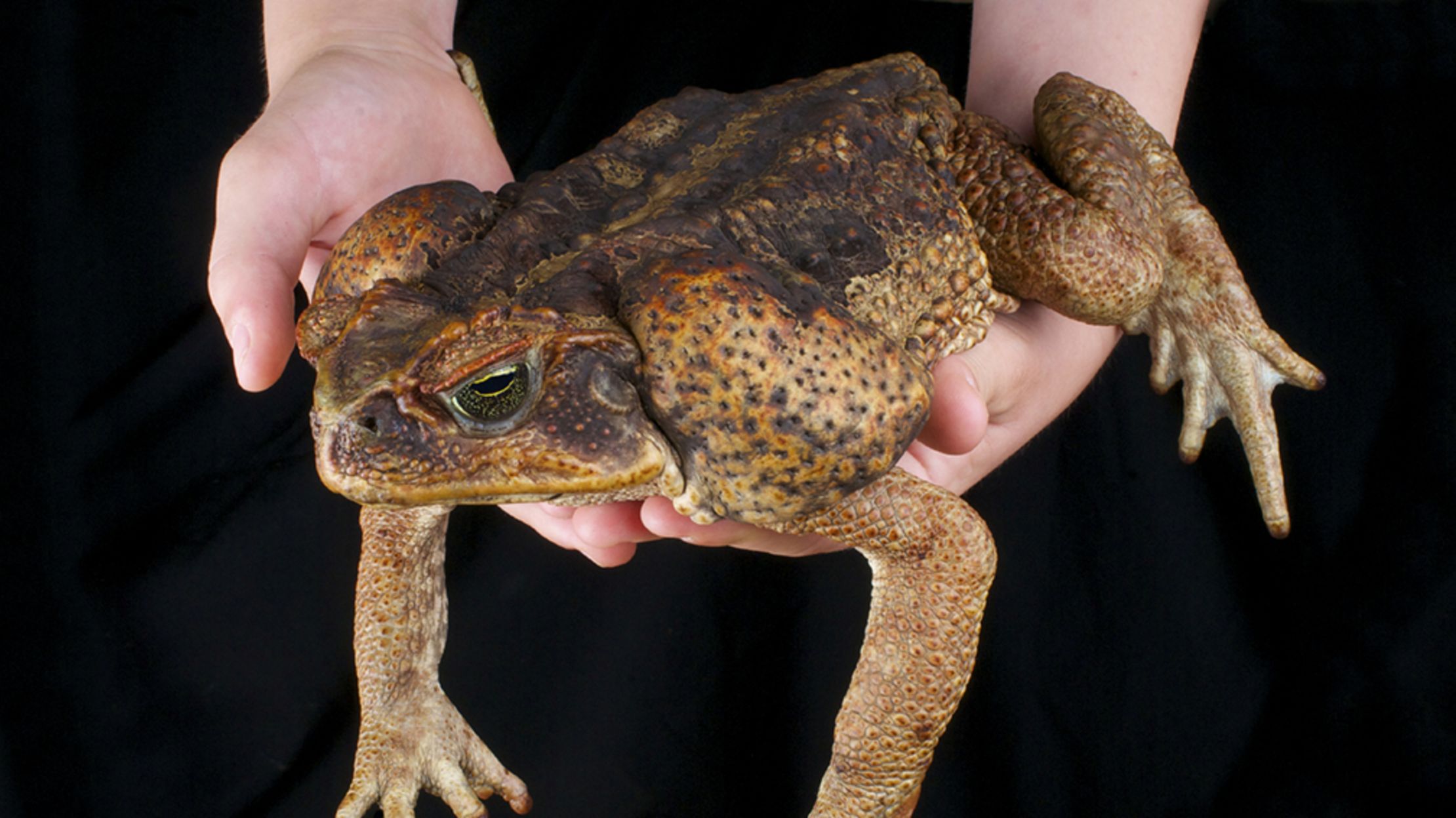 10 Bumpy Facts About Cane Toads Mental Floss