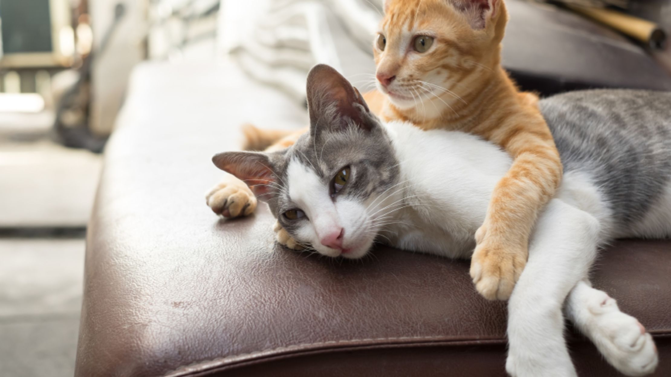 Celebrate Japan's Cat Day with These 7 Japanese Instagram Cats Mental