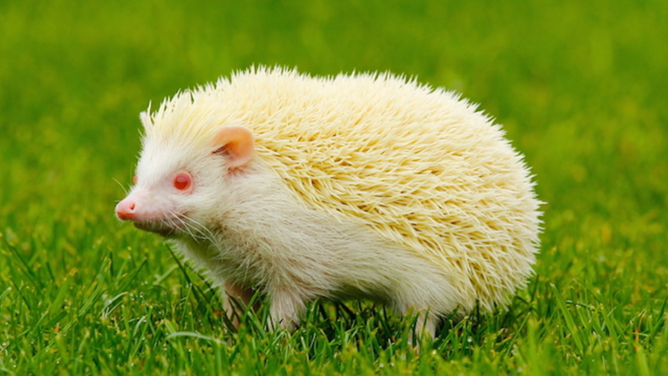 What Is Albinism And Why Does It Happen Mental Floss what-is-albinism-and-why-does-it-happen-mental-floss