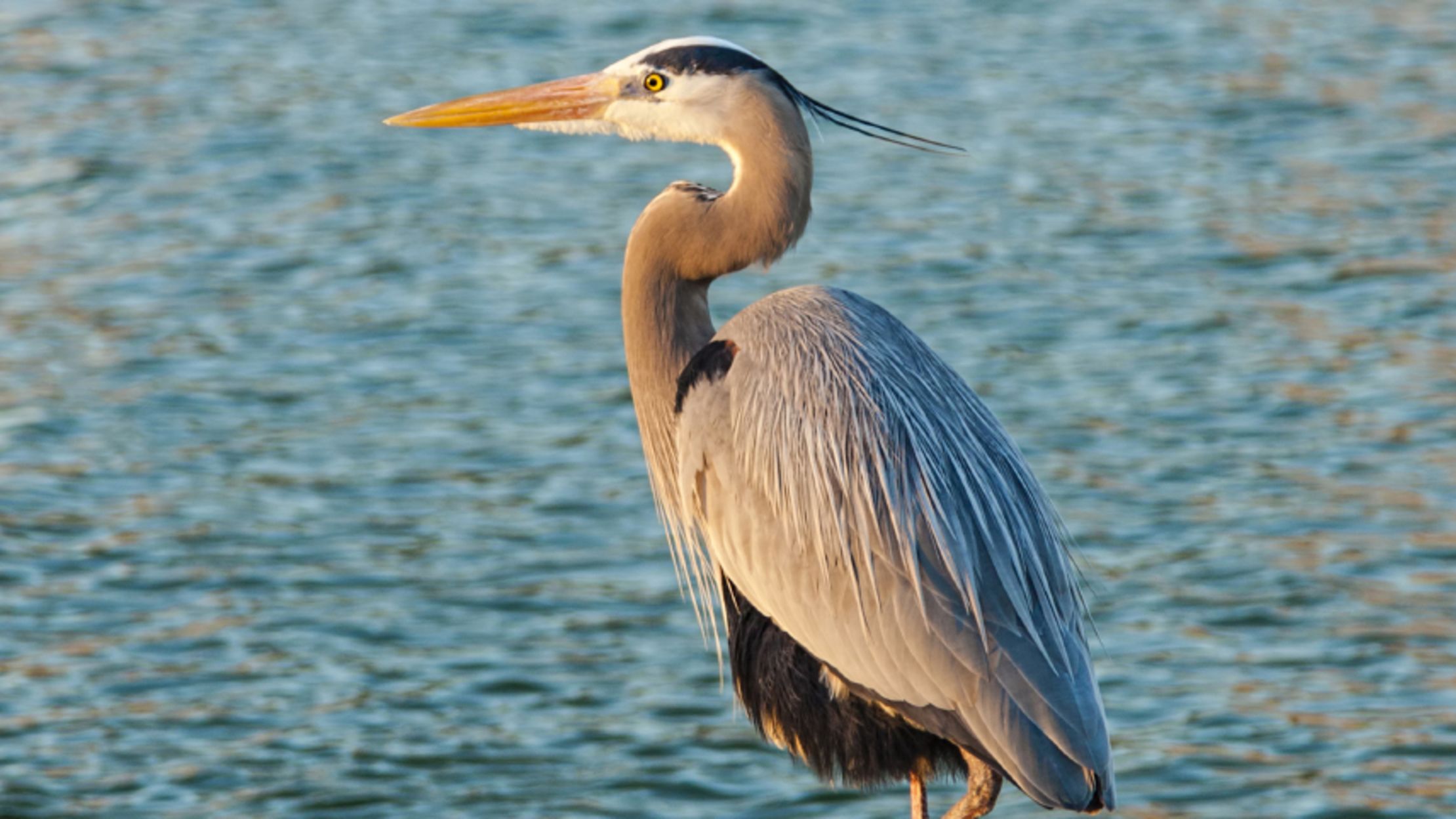 Which of These Birds Can Fly? | Mental Floss