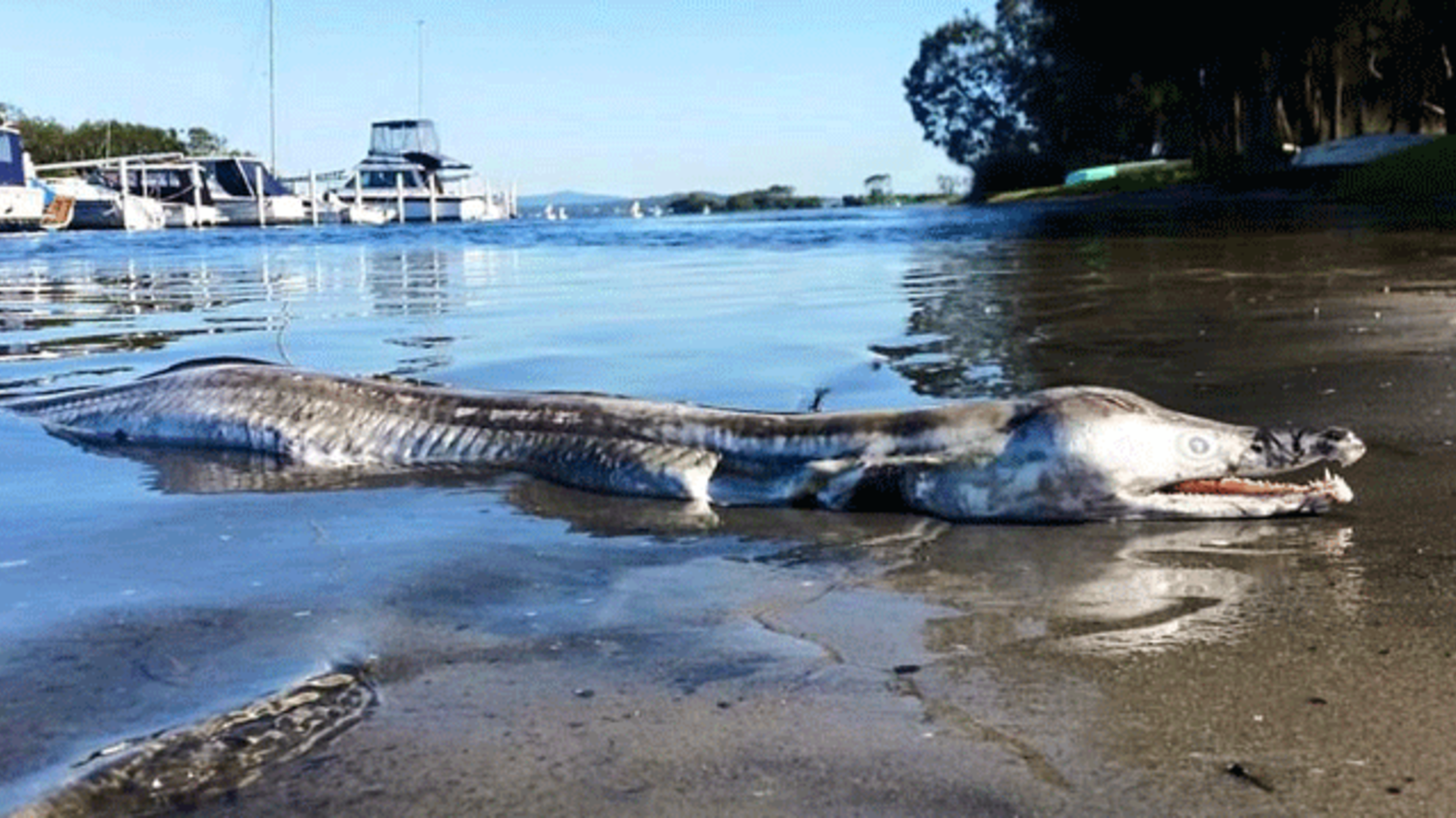 5 Monstrous Facts About Pike Eels | Mental Floss