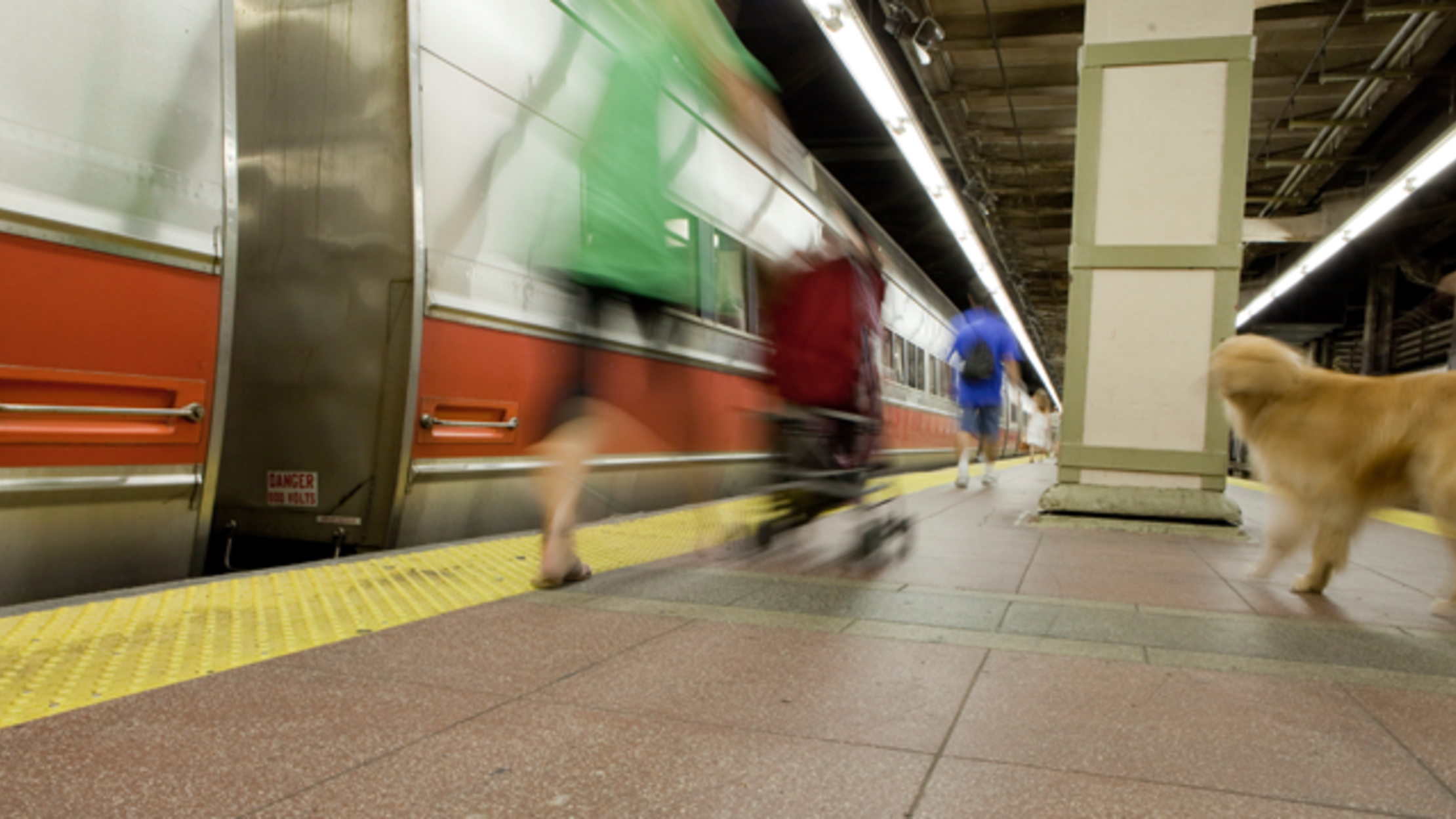 Dogs Can Now Ride the Subway in Madrid for Free Mental Floss