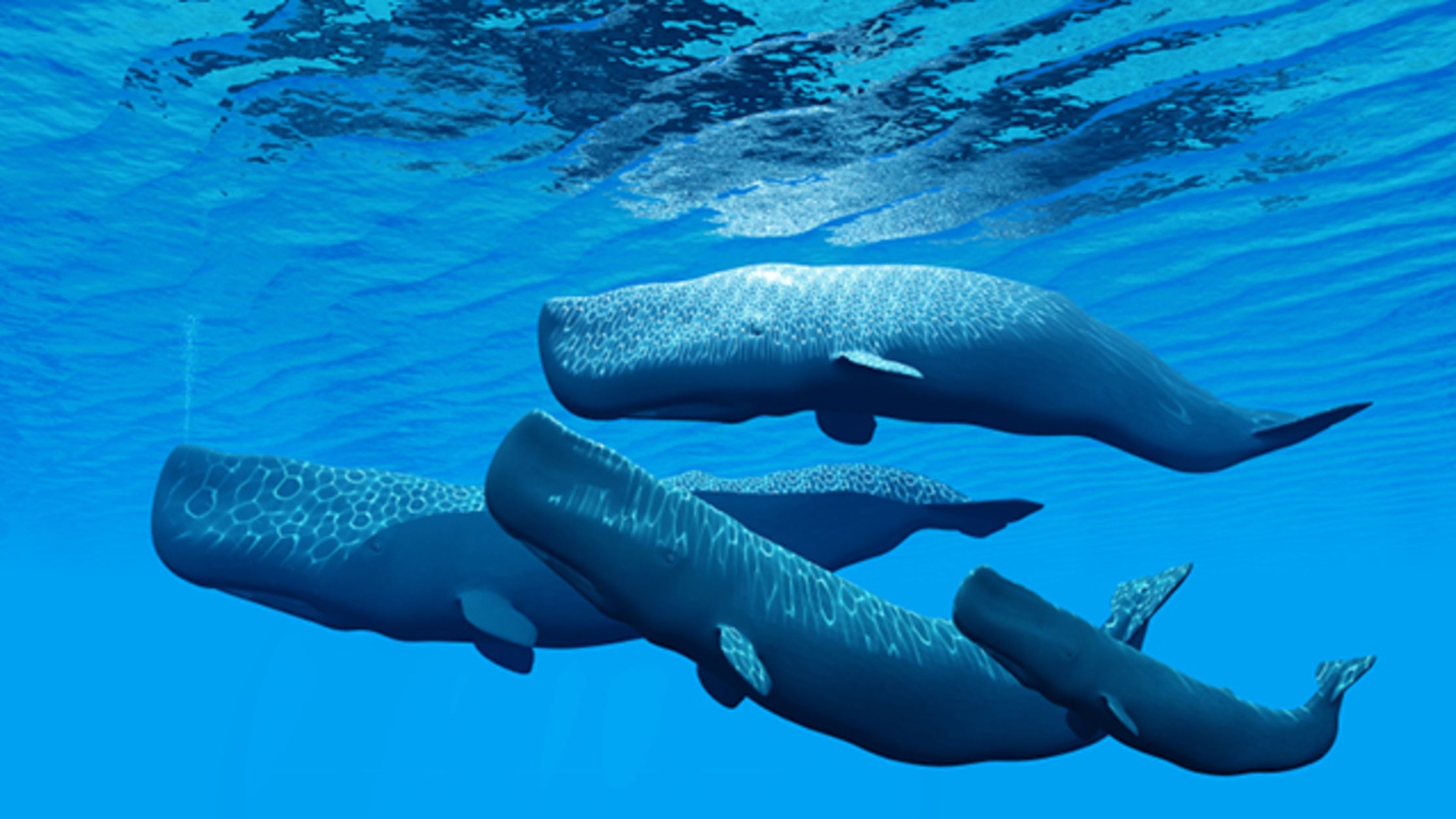 whale shape Sperm
