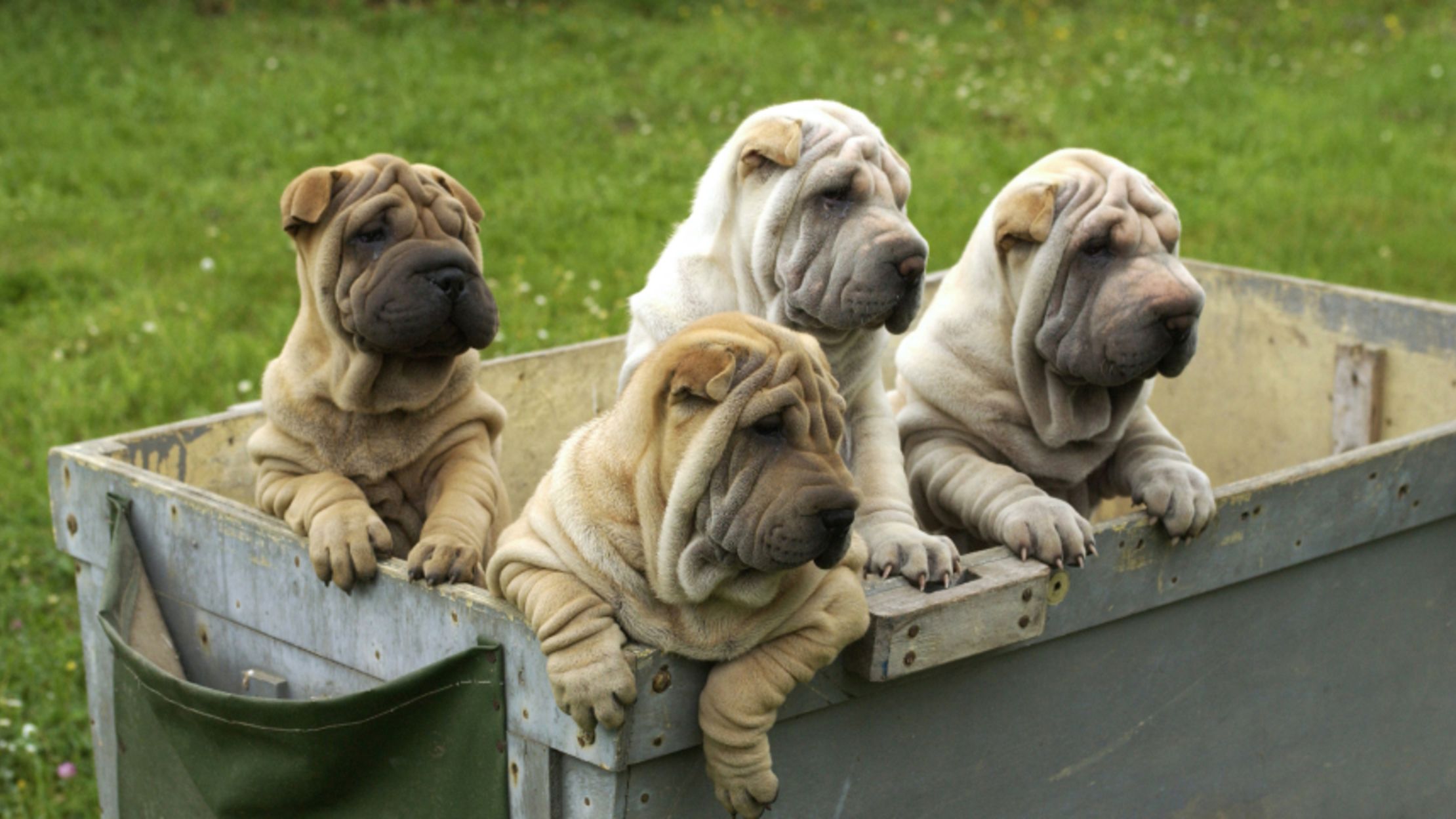 what is a shar pei