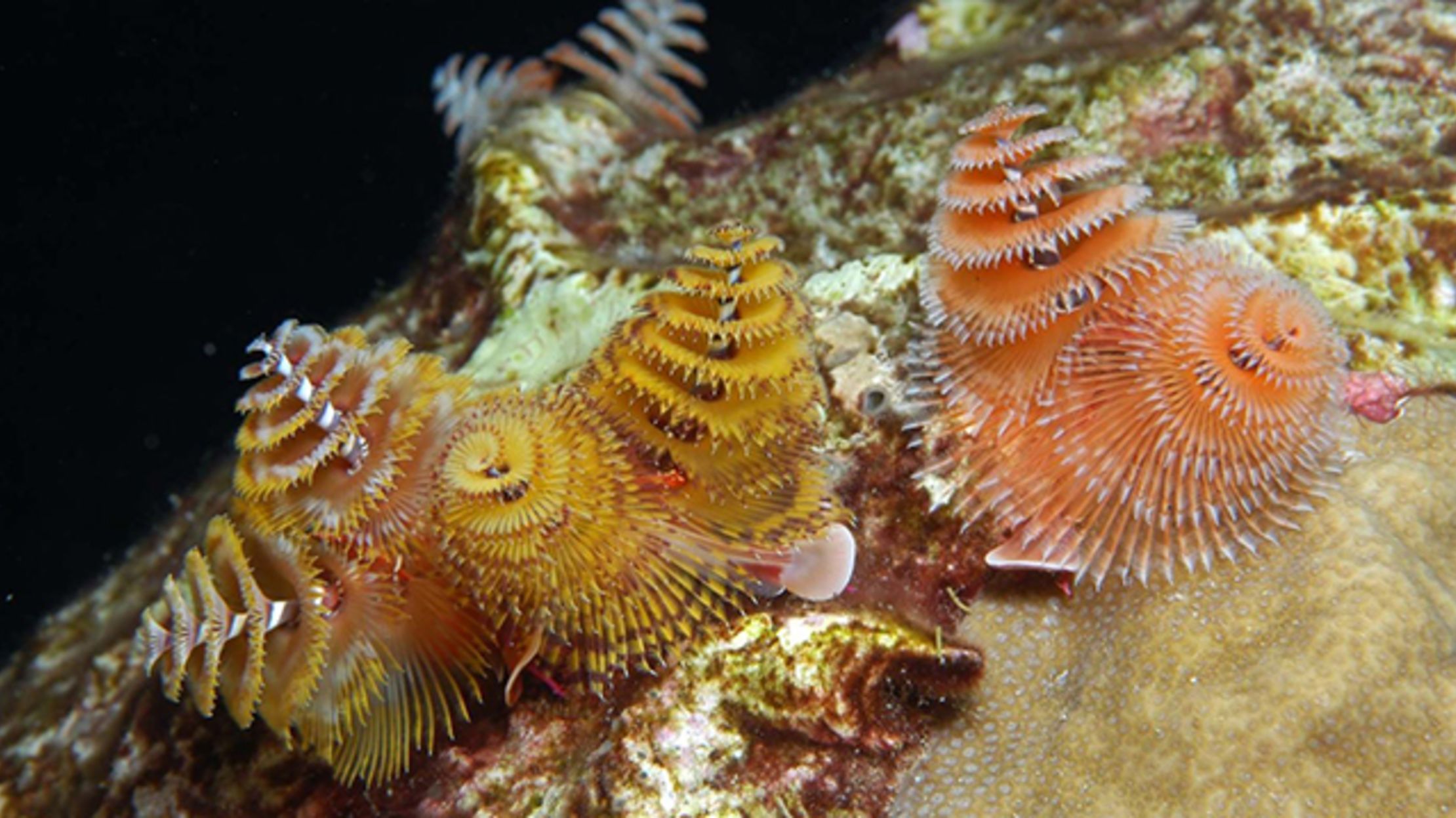 The Christmas Tree Worm Has Eyes On Its Gills Mental Floss