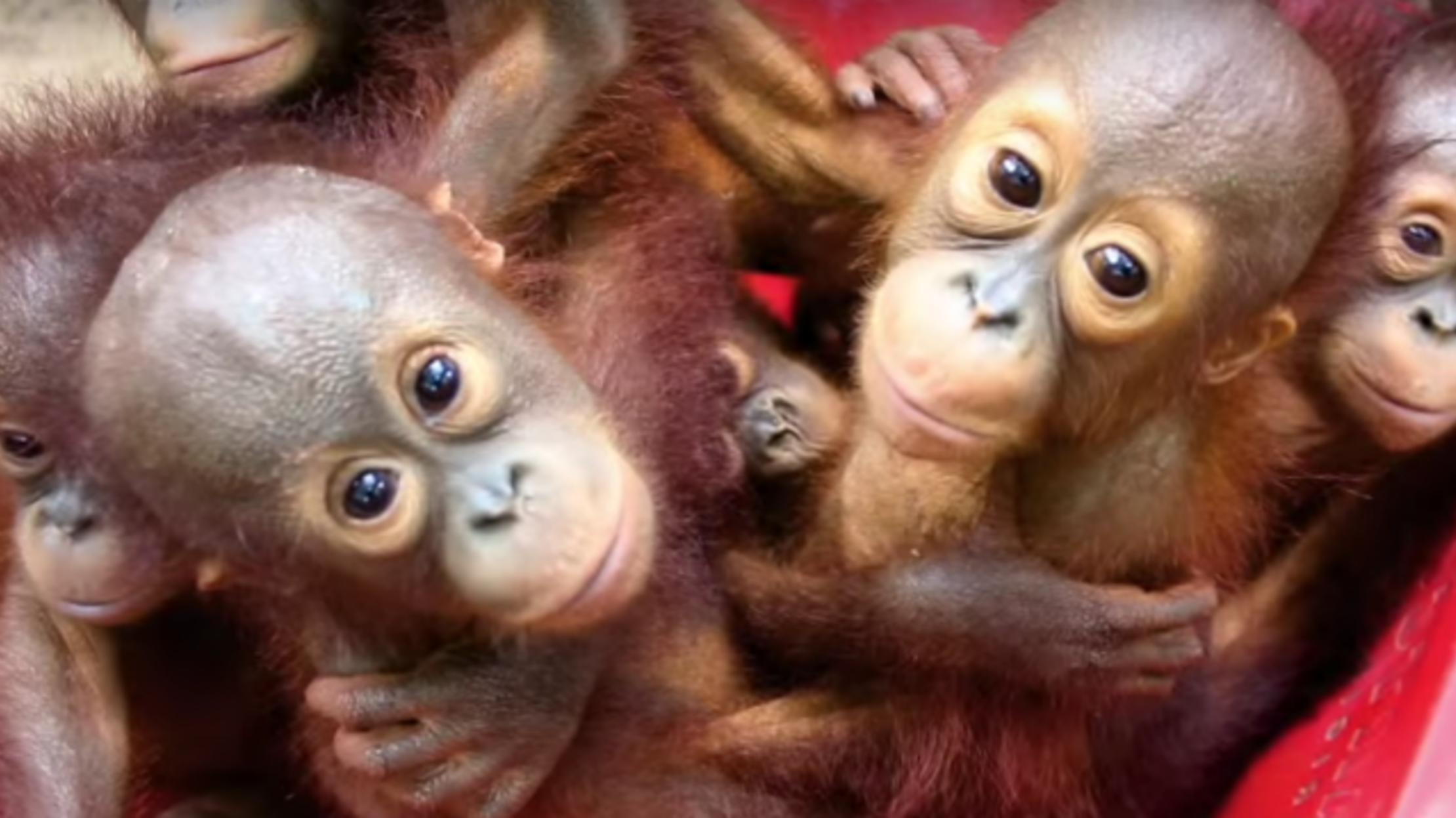 Orangutan Preschool Is Not Surprisingly Too Cute For Words Orangutan Preschool Is Not Surprisingly Too Cute For Words