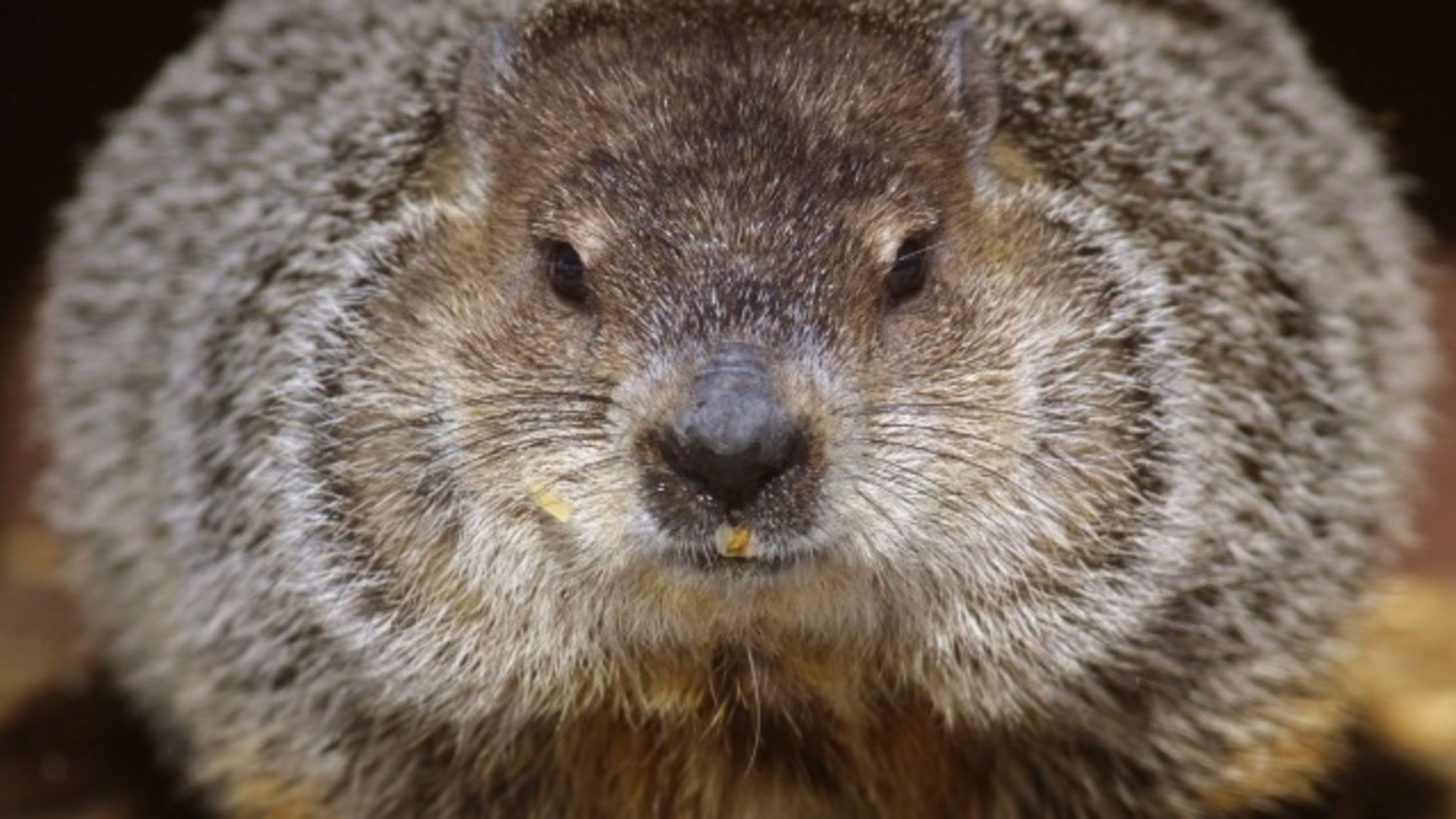 Your Official Groundhog Round Up Your Official Groundhog Round Up