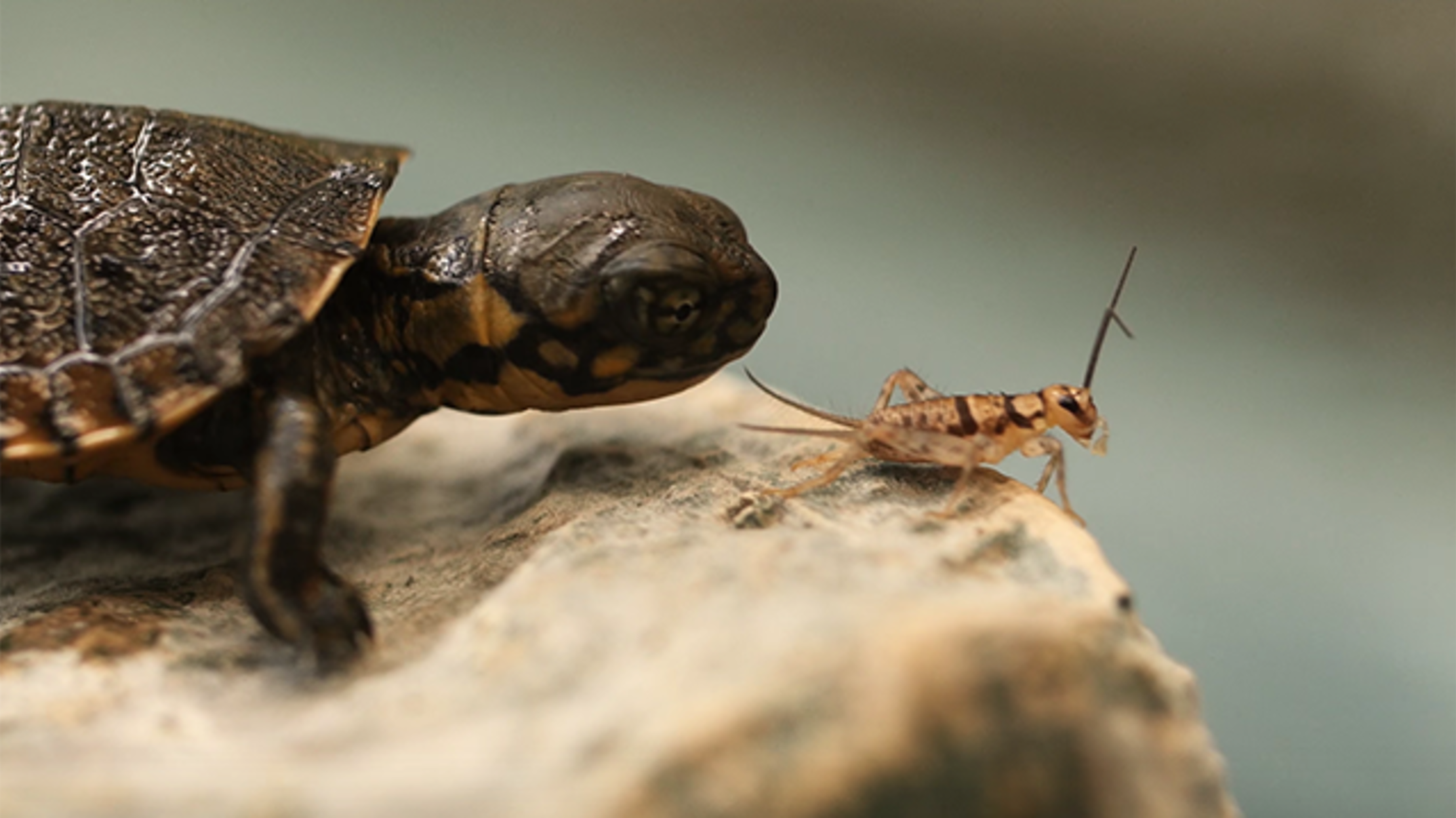 Watch Adorable Baby Turtles Learn to Catch Crickets Mental Floss