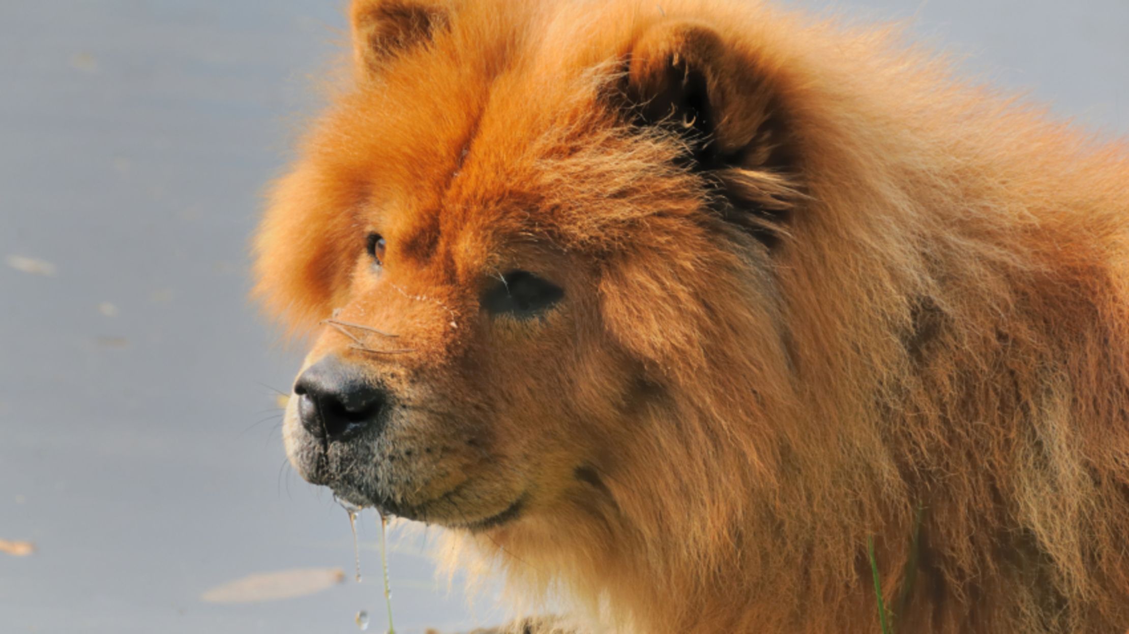 11 Fluffy Facts About Chow Chows Mental Floss