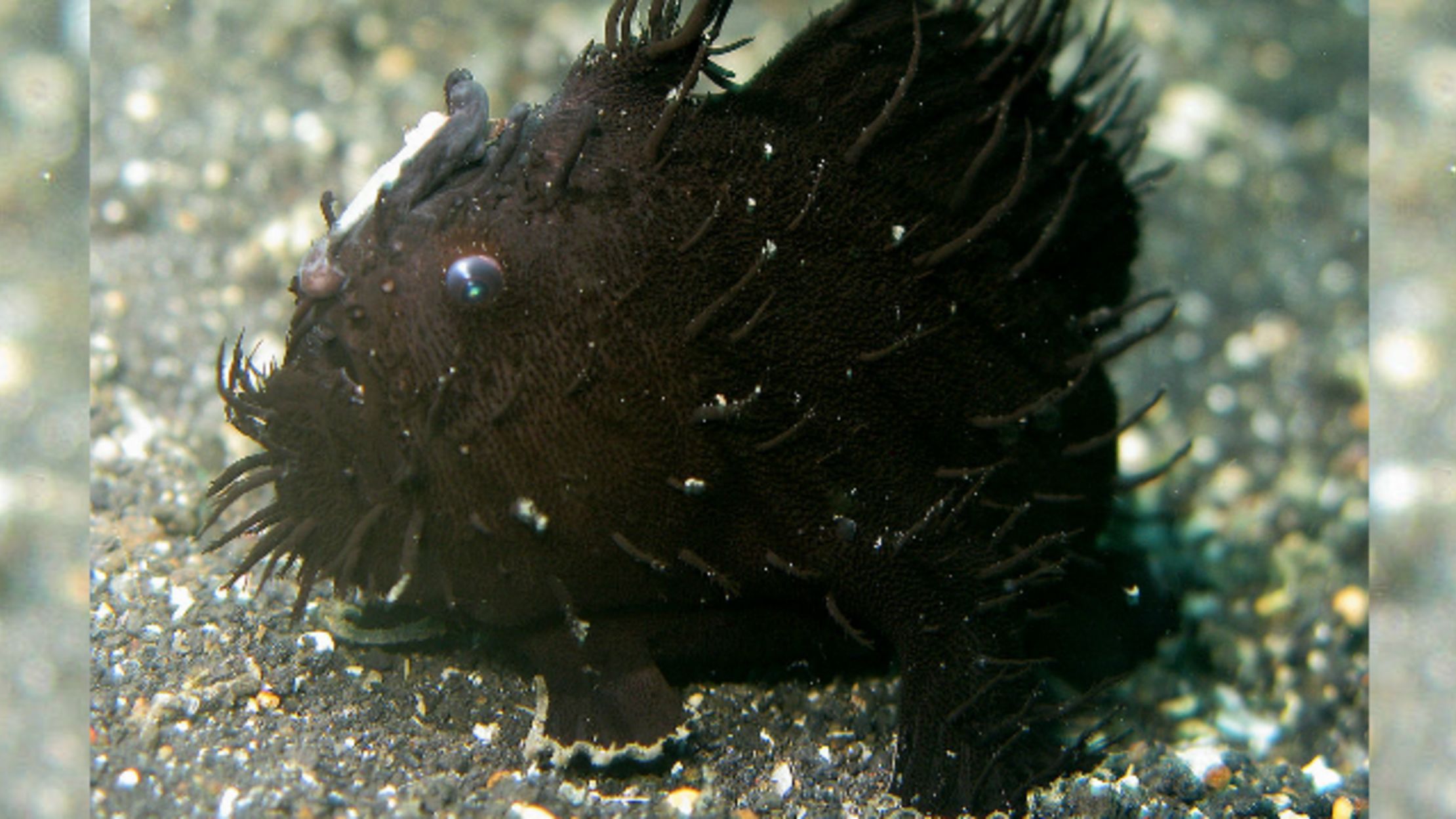 New Zealand Family on Vacation Finds Black Fish with 'Legs
