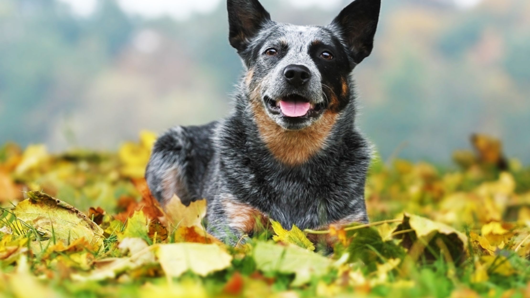 cattle dog nipping