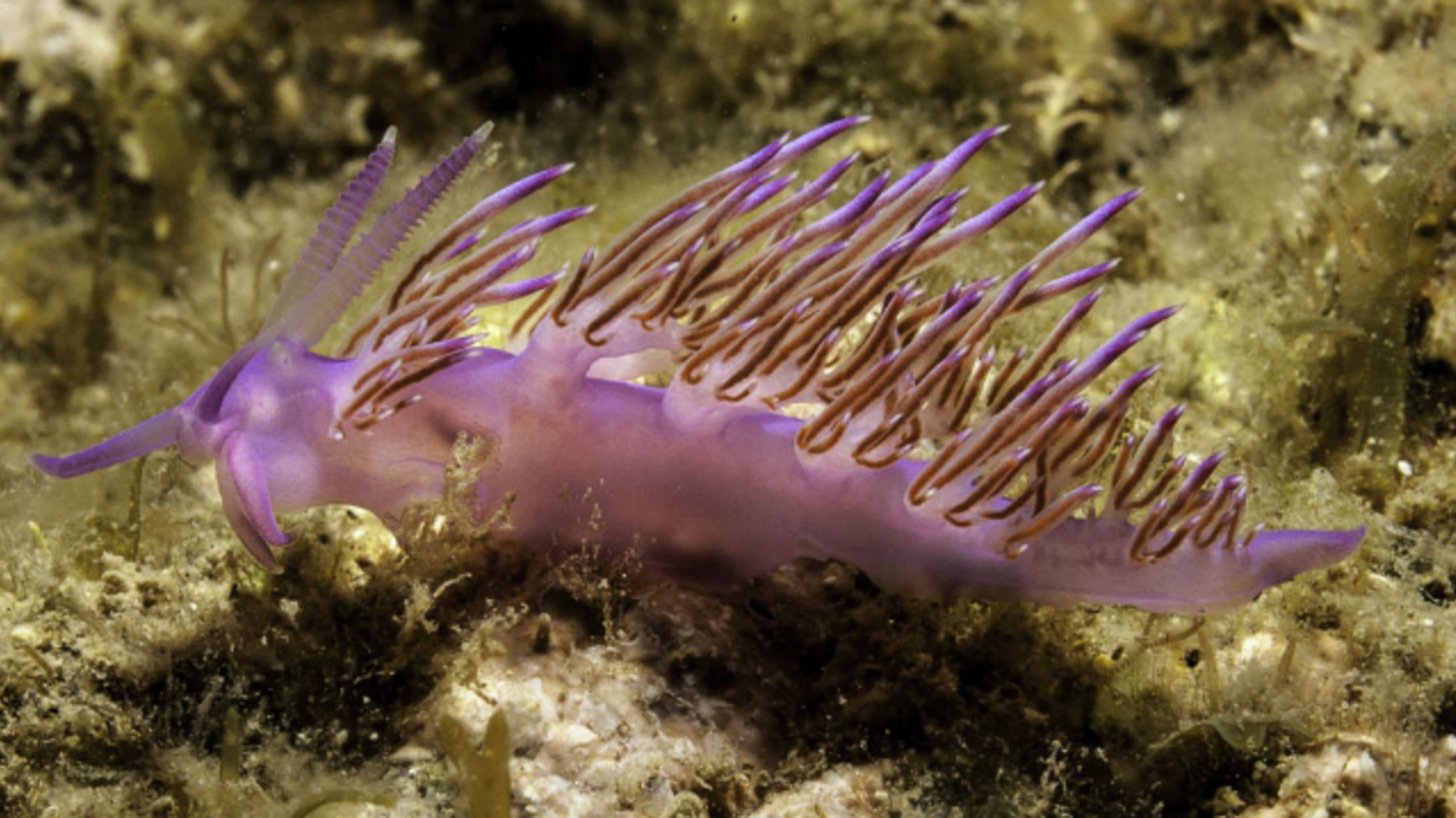 7 Vivid Facts About Sea Slugs Mental Floss