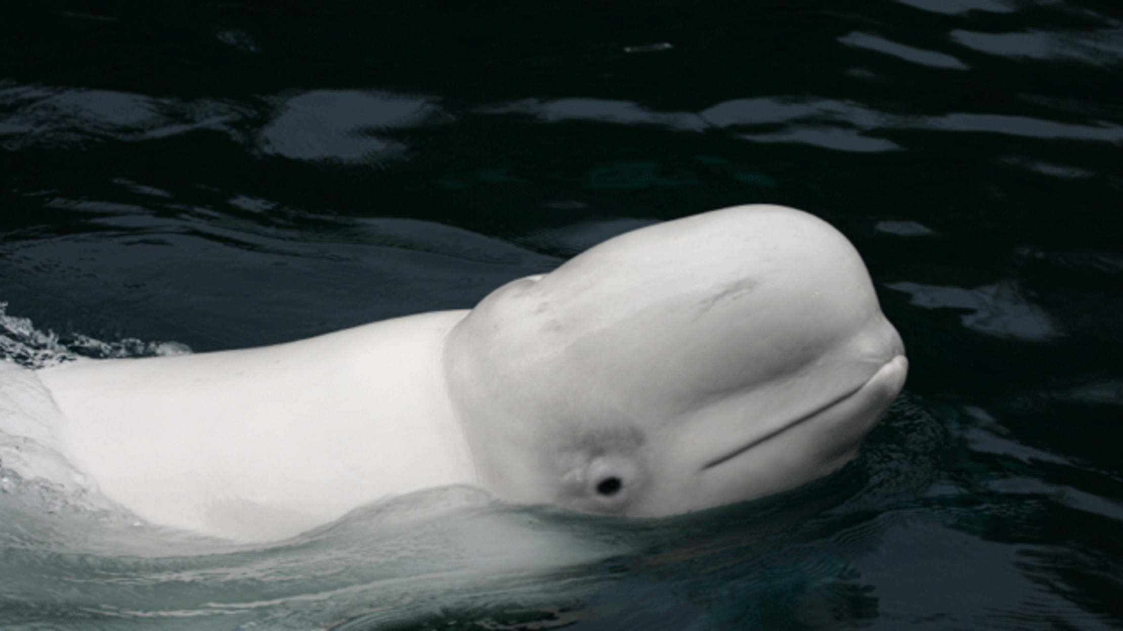 10-playful-facts-about-beluga-whales-mental-floss