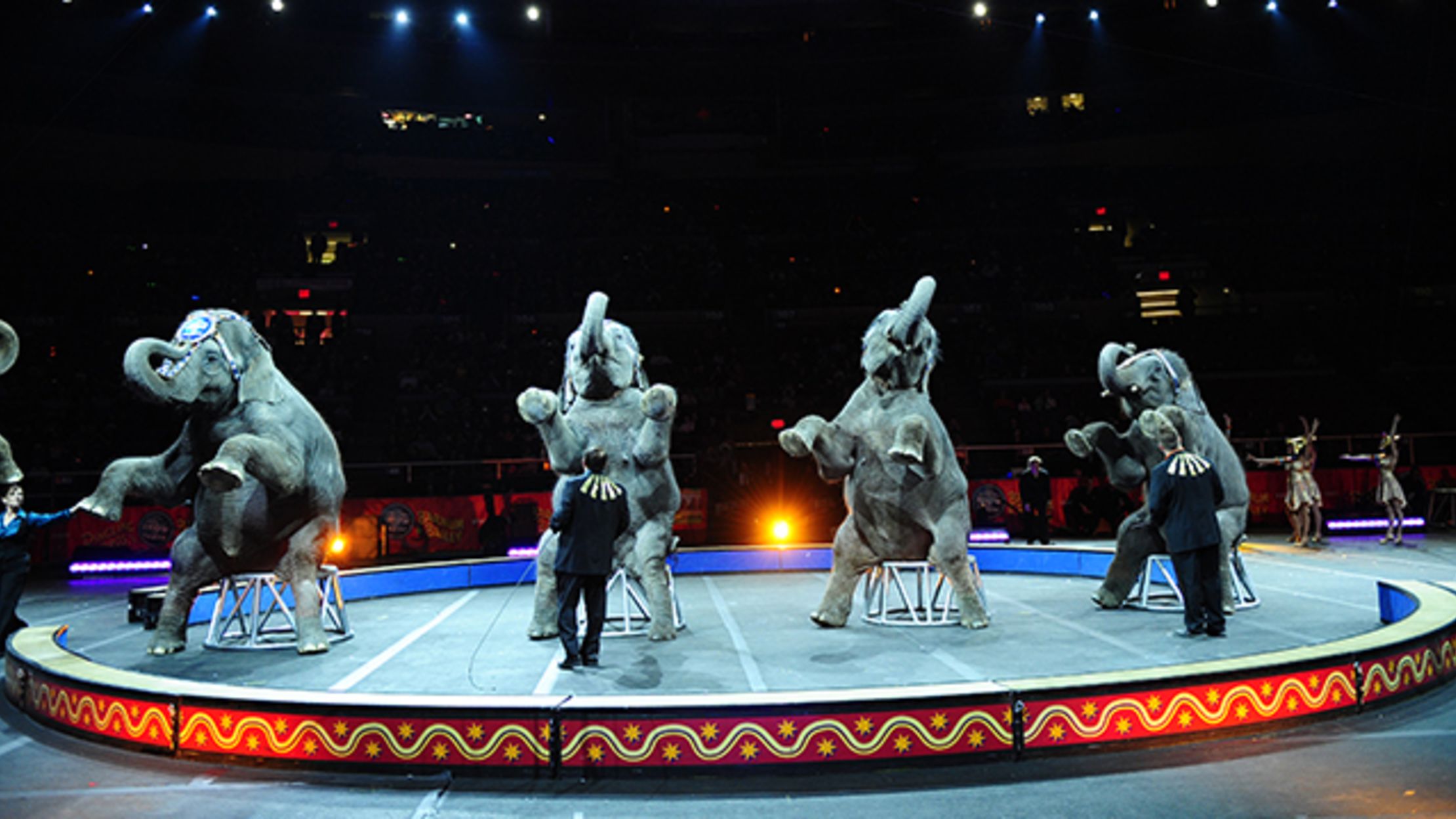 11 Facts About The History Of Circus Elephants Mental Floss Famous circus clowns have included austin miles, the fratellini family, emmett kelly, grock and bill irwin. 11 facts about the history of circus