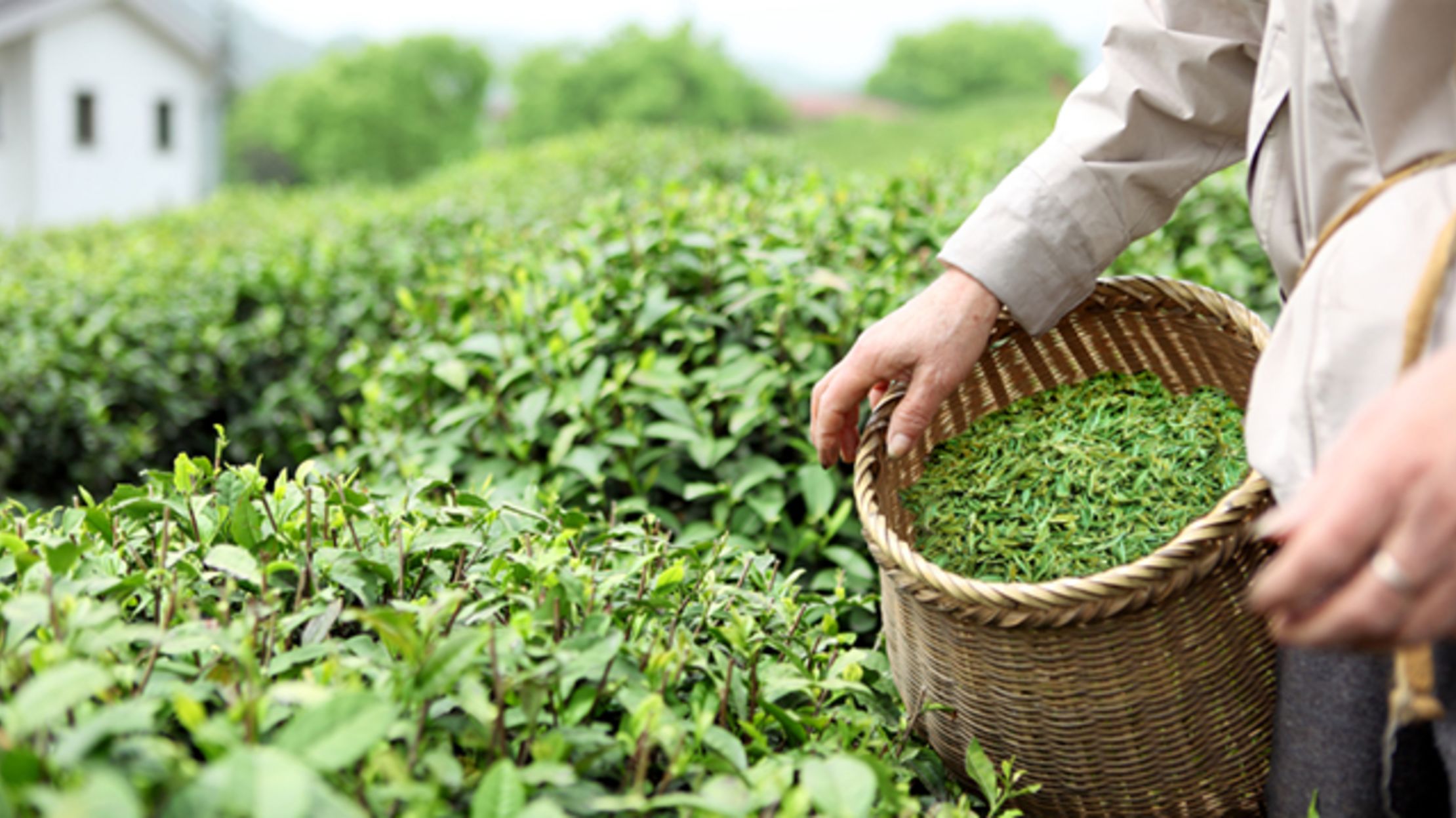 World’s Oldest Tea Found in Chinese Tomb Mental Floss