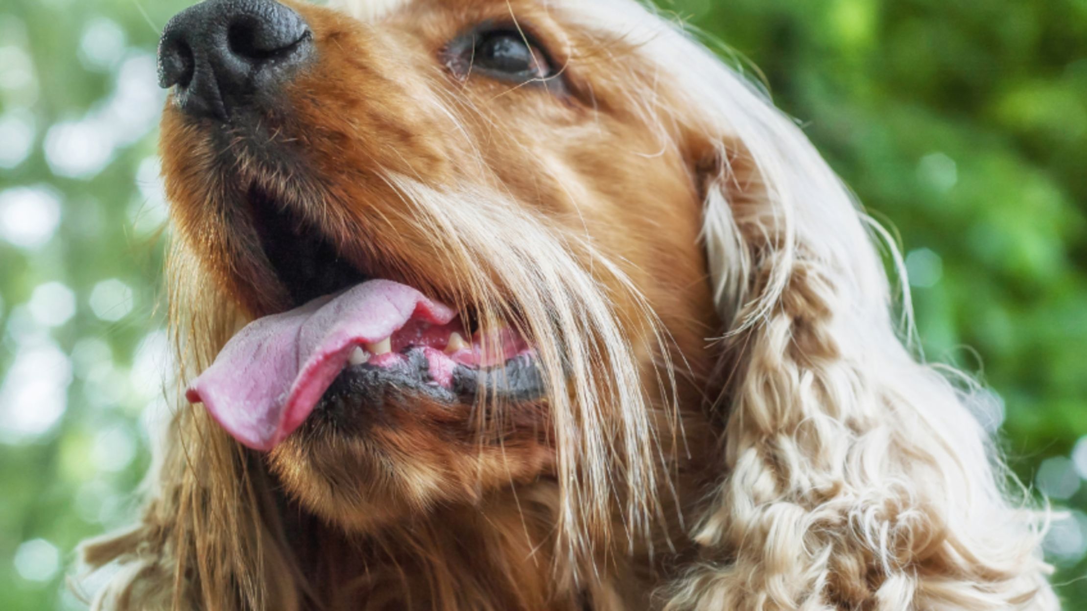 spotted cocker spaniel