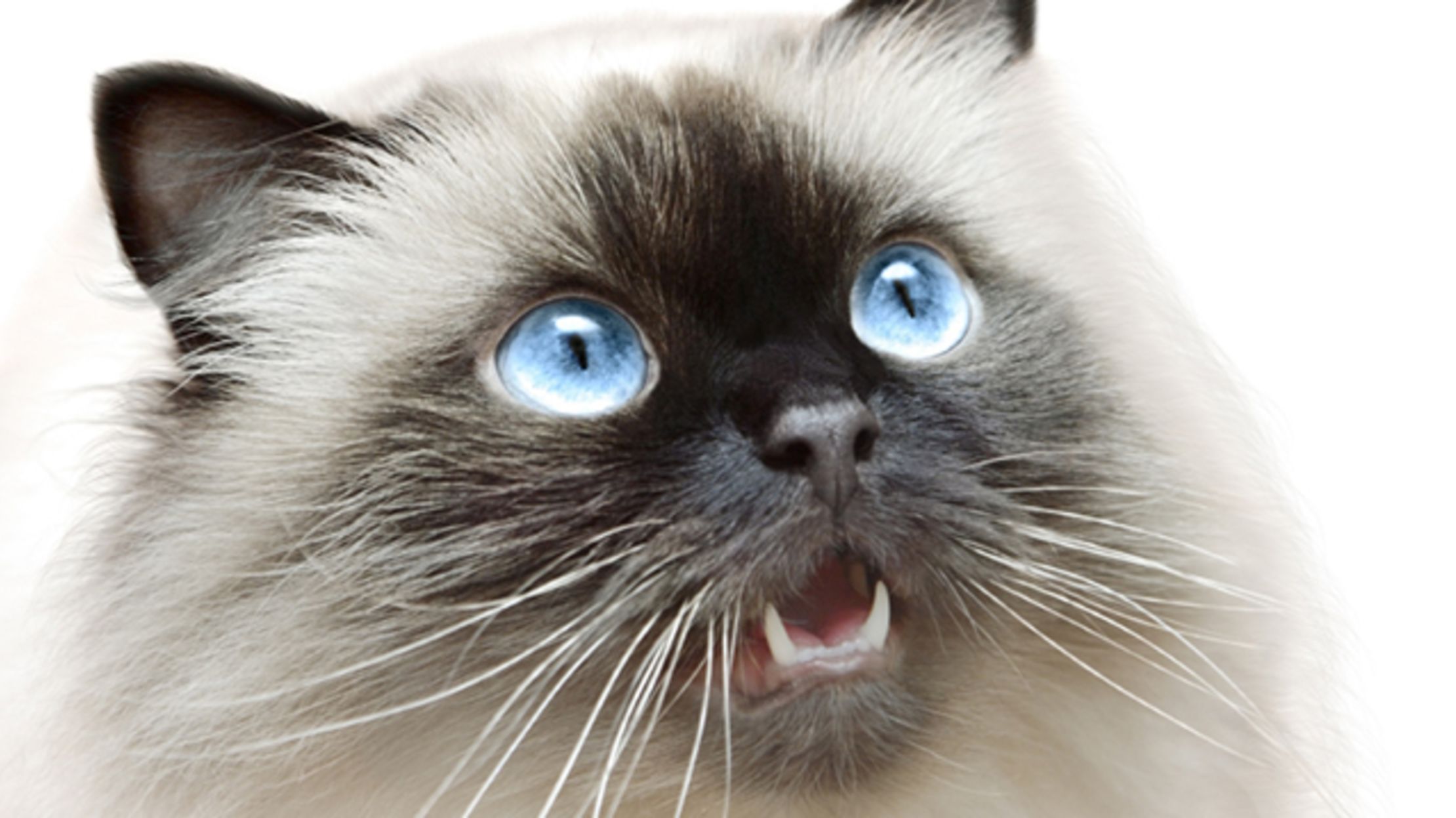 Make A Custom Pillow Pet Out Of Your Cat S Picture Mental Floss