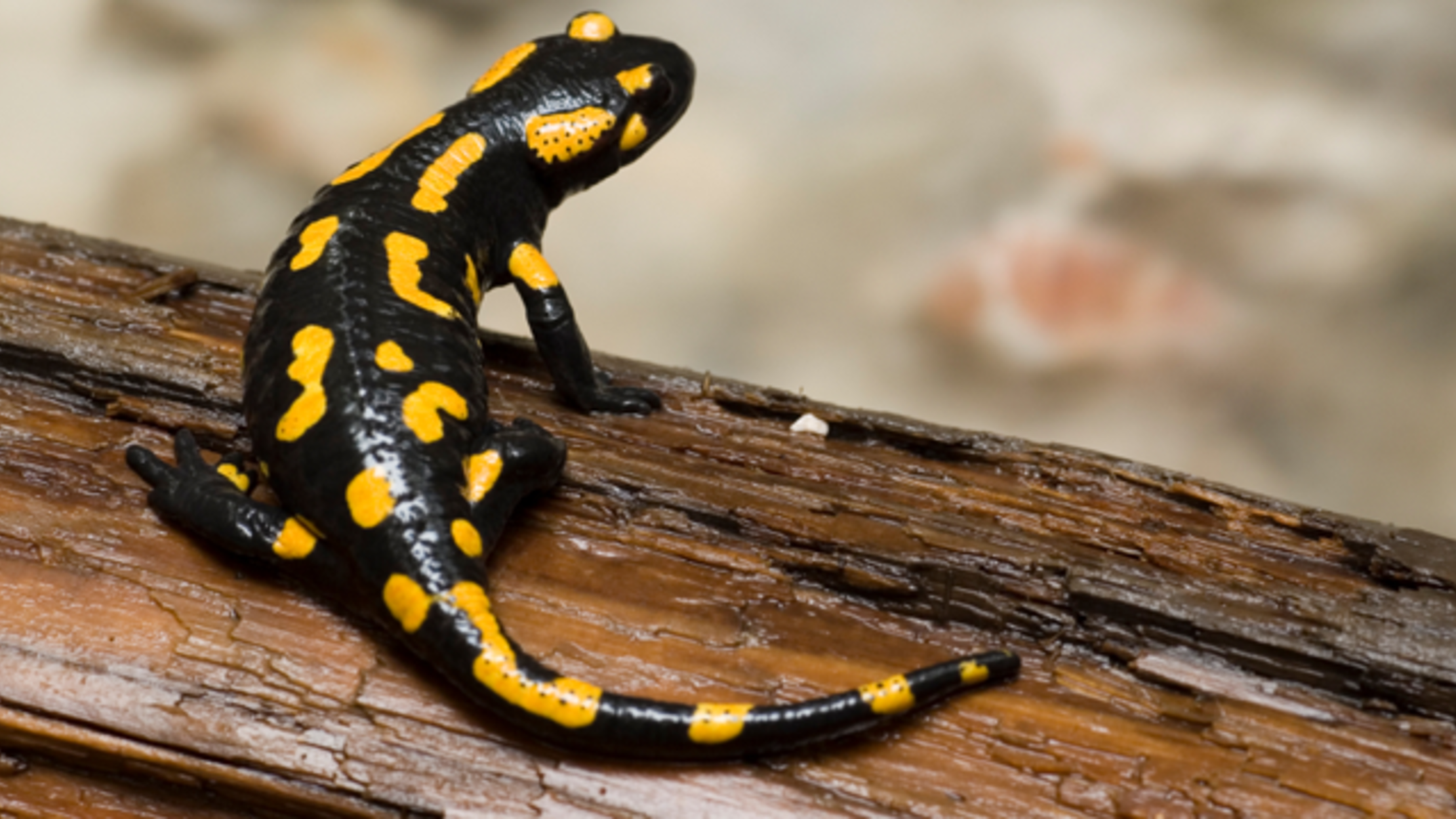 U S Bans Salamanders From Crossing State Lines Mental Floss