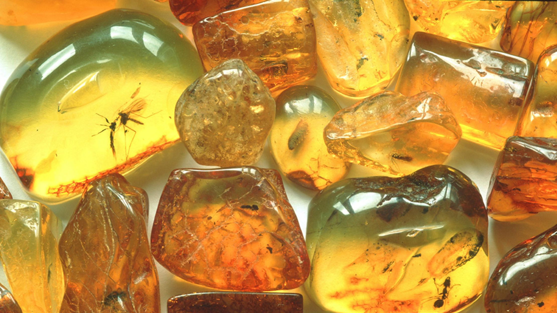 how old is baltic amber