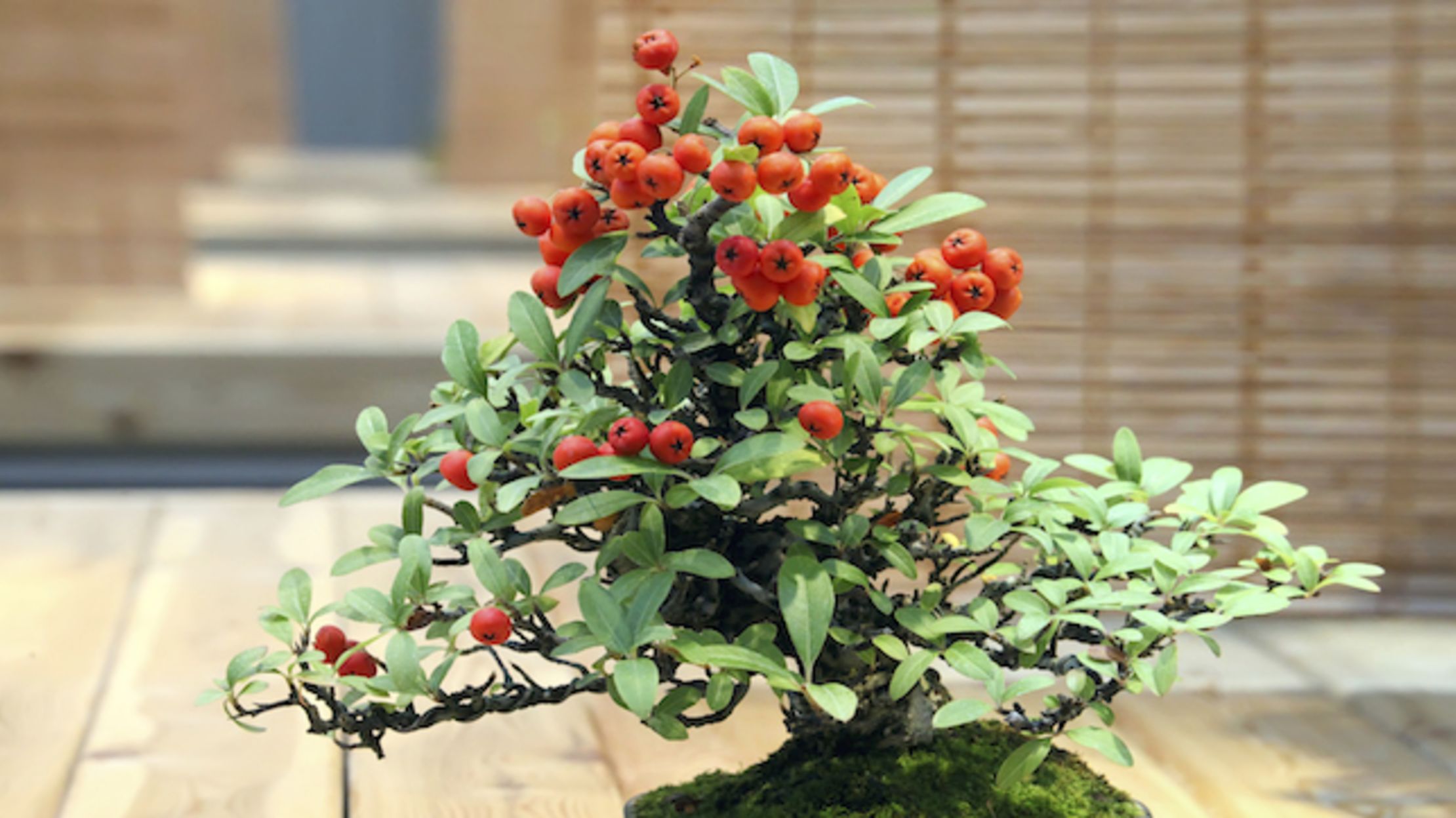 Bonsai Trees Can Grow Full-Sized Fruit | Mental Floss Bonsai Trees Can Grow Full-Sized Fruit | Mental Floss